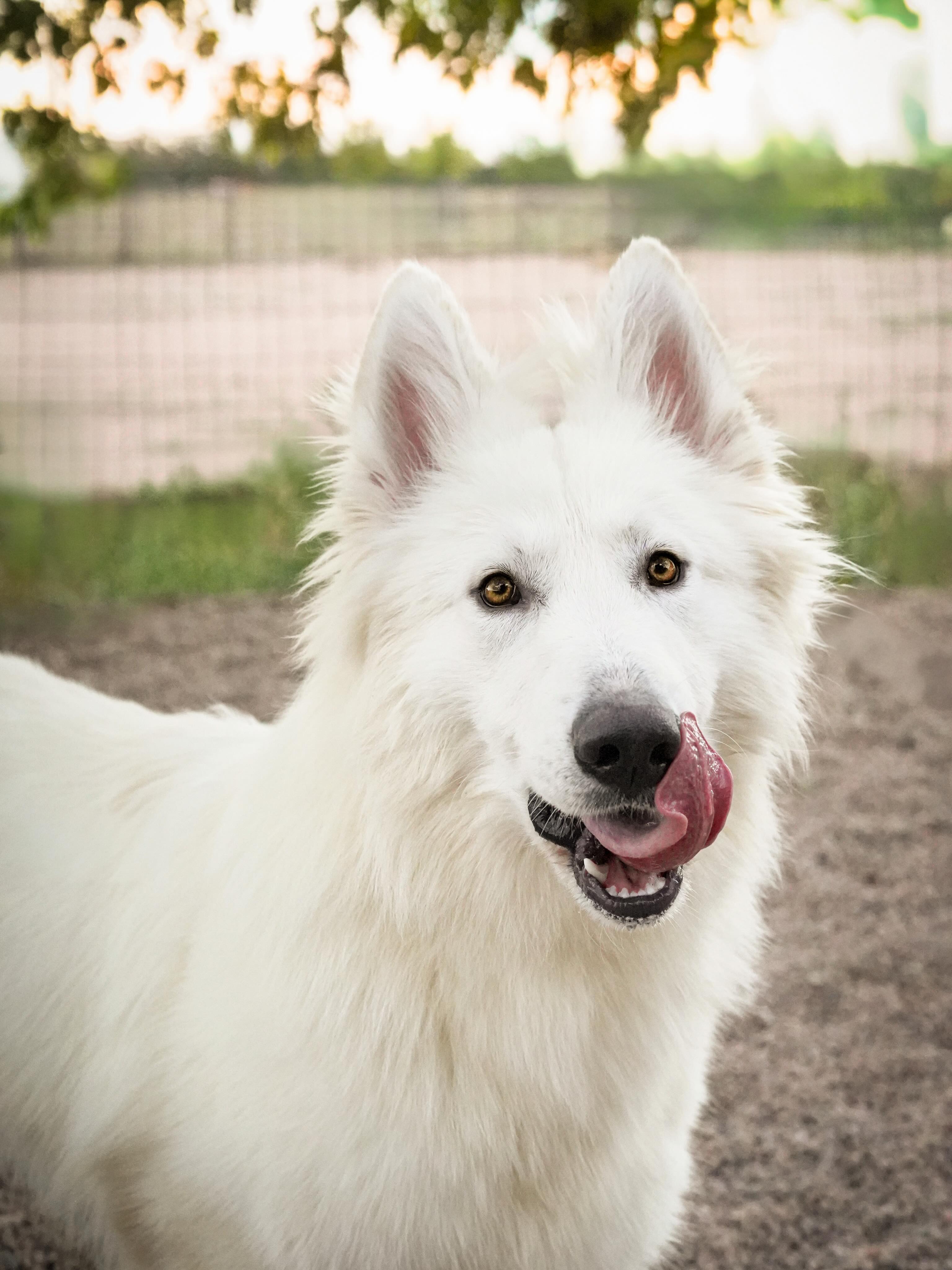 Find me a WSS more handsome than Tormak, I’ll wait. 🙈
—
Toruk Makto Zeichen Von Wolf // 10 Months Old
—
#whiteswissshepherd #bergerblancsuisse #studprospect