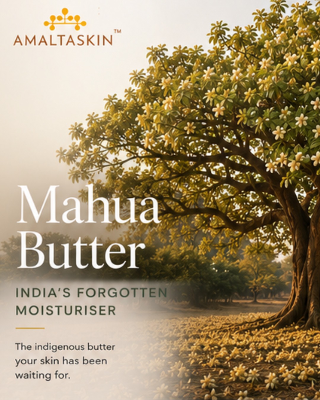 Did you know? Mahua Butter was historically known as True Illipe Butter. Today, most "Illipe Butter" sold in cosmetics actually comes from a different tree native to Borneo. That's why we proudly call it by its original Indian name—Mahua Butter. #Amaltaskin #IndianSkinScience #MahuaButter #IndigenousIngredients #IndianBotanicals #PlantPoweredSkincare #SkinBarrier #BarrierRepair #NaturalSkincare #CleanBeautyIndia #AyurvedaInspired #ModernAyurveda #MelaninRichSkin #IndianSkincare #ConsciousBeauty #BotanicalBeauty #SustainableSkincare #MadeInIndia #LuxurySkincare #IngredientSpotlight