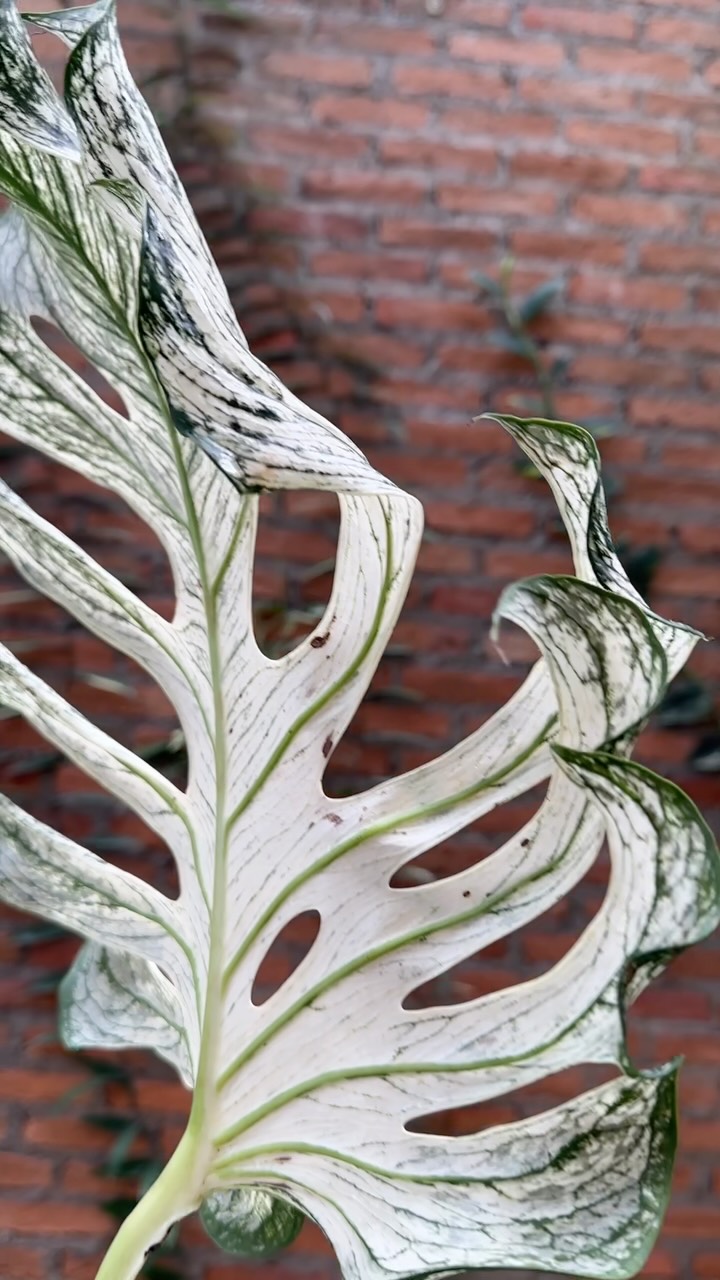 The unmistakable Devil Monster in all its glory, last of the lot we’re sending out that were all from our original set of mother plants. The future generation from now onwards should be coming in full force from mostly tissue culture.
#monsteradevilmonster #rareplants #legendary #theoriginaldevilmonster
