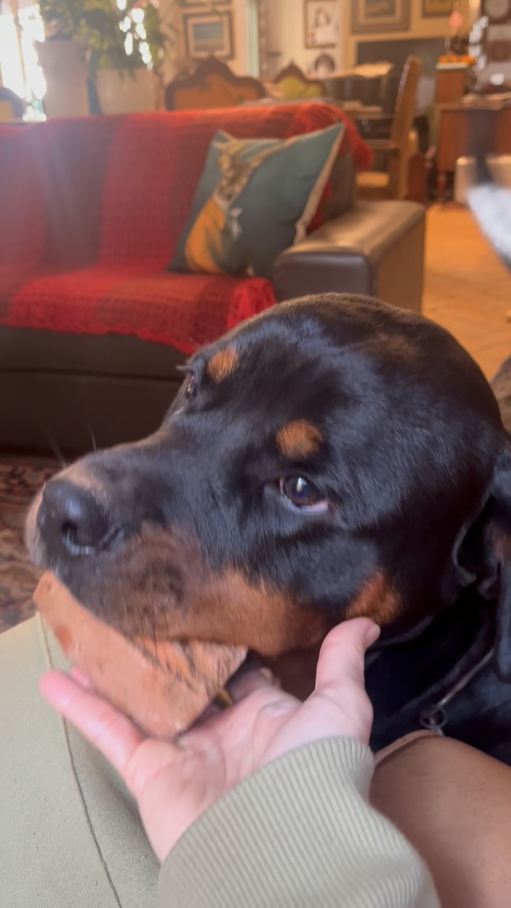 Hoje ganhei um presente lindo da Gaia 🧱🤣🤣🤣
