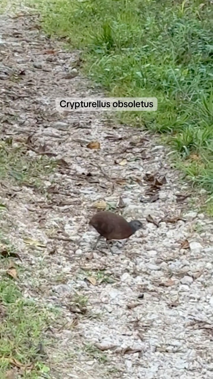 🔬 Crypturellus obsoletus
🇵🇪 Perdiz Parda o Tinamú Pardo
🇬🇧 Brown Tinamou
Esta perdiz es una de las 180 especies identificadas hasta la fecha en @elpalmeral_oxapampa
Para caminatas de avistamiento de aves en Oxapampa escríbenos por MD o al Wa 953810763
#birding #avistamientodeaves #elpalmeral_oxapampa #oxapampa