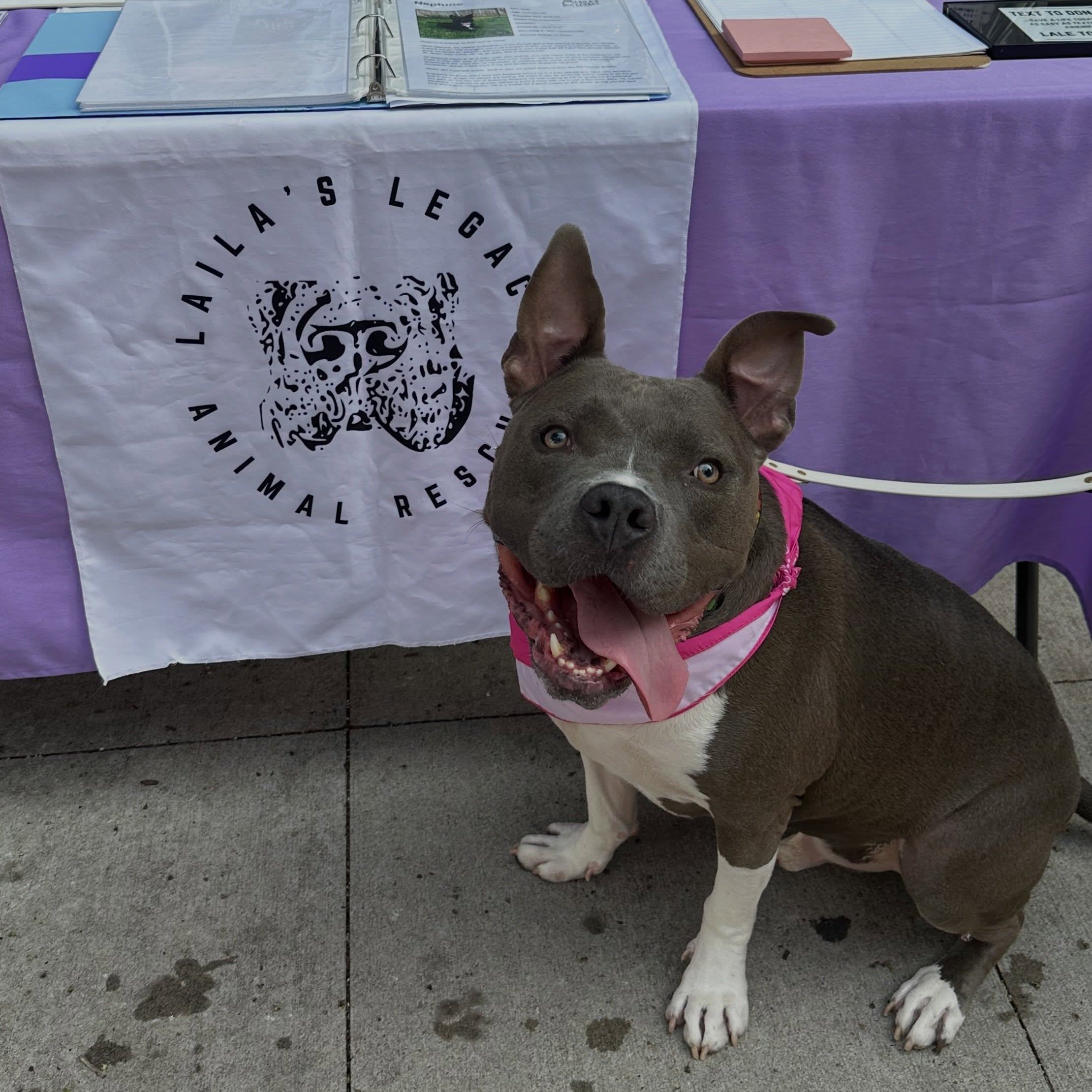 This handsome guy, along with ALL our adult dogs and cats with @lailaslegacy_ , will have their adoption fees bumped to just $1 at our event on July 25th!!!
We have never done something like this before. But it is all thanks to an incredible donor and the amazing team at @materialthingsstudio putting on an event with multiple vendors including coffee studios, dog collar and necklace businesses, dog groomers, bahn mi, dog trainers and more!
Adoption approval can be obtained before the event OR onsite!
We hope to see you there to help you find your next best friend, waive adoption fees to just $1, and support local small businesses!
💜