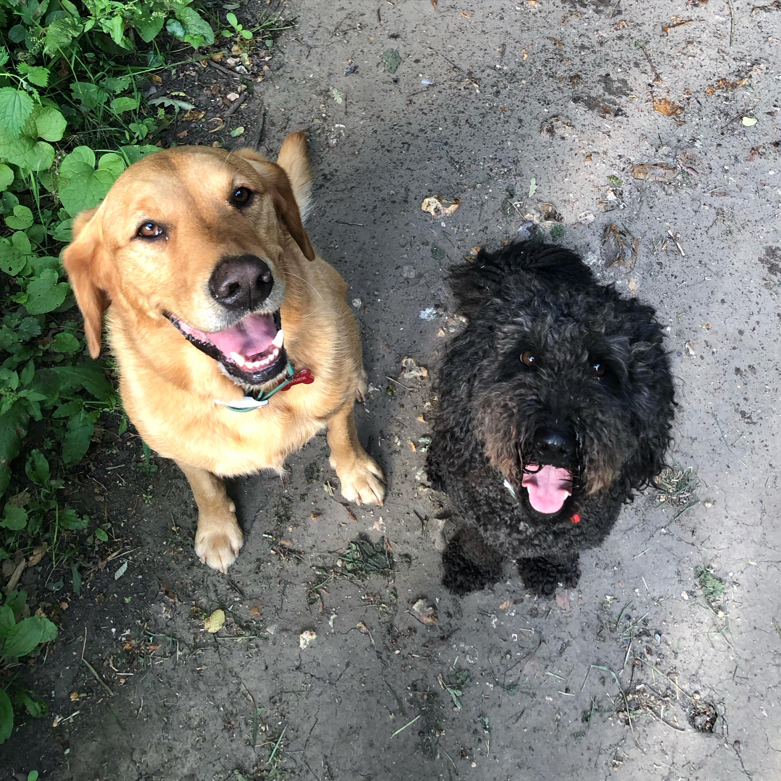 The most handsome pair. They love coming out on walks with their new friends. 🥹