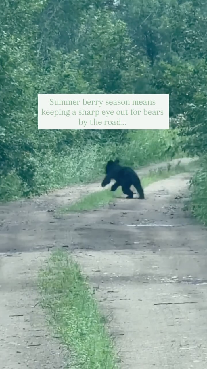 Bears during berry season have a major secret👇
they have almost zero situational awareness!🫐🐻
Black bears right now are completely hyper-focused on calories, which is why they get so distracted foraging by the roadside during berry season. Once they spot you, they’ll likely disappear into the thick brush in the blink of an eye (but pay attention, they don’t usually go very far!)
Meanwhile, Dave is taking the whole “be the bear” mentality to a completely literal level🤫🤣
Jokes aside, if you’re out and about in bear and berry country right now, keep your head on a swivel, watch the road edges, and make plenty of noise if you’re on foot!
#bearencounter #berryseason #outdooreducation #survivalschool #bearsafety