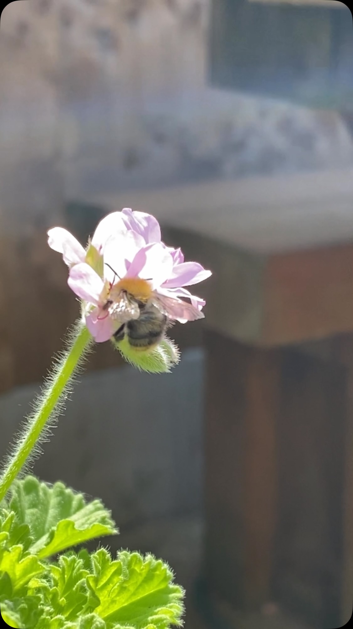 Loving summer! 🌸🦋🐝
Plants for our local customers are picked and hand-delivered 🚙
#plantsforpollinators #savethebees🐝 #gardeningforwildlife #pollinatorgarden #selondon
