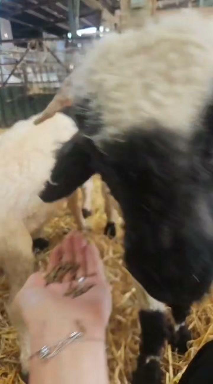 🐑 Meet our adorable Valais Blacknose sheep!
They’re friendly, fluffy, and always happy to eat straight from your hand. Our Valais Blacknose Experience gives you the chance to get up close, feed them, take photos, and enjoy some unforgettable time with one of the world’s cutest sheep breeds.
Perfect for families, animal lovers, and anyone looking for a fun countryside experience.
Visist our website to book your experience.
#ValaisBlacknose #SheepExperience #LittleClayhillFarm #FarmExperience #FamilyDayOut #ThingsToDoInSomerset #AnimalExperience