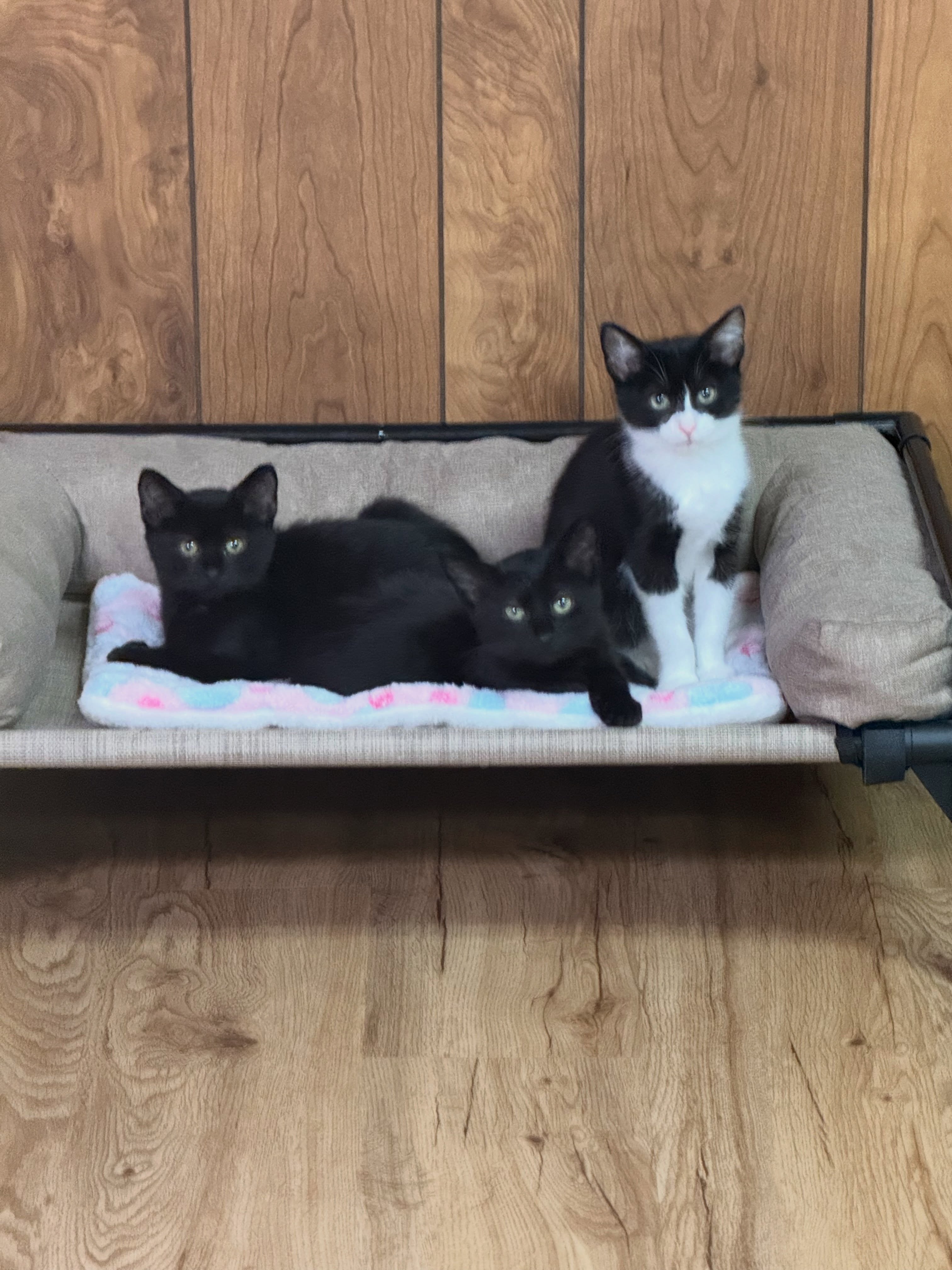 Meet Harley, Charley, and Marley!
After a neighbor found these three outside at just 3 weeks old, their foster took them in and asked us to help vet and adopt them out. How could we say no?!
While we search for forever homes, the Goos Samaritan who took them in and is fostering with us could use some supply help. We’ve made an Amazon wishlist for food and litter - if you’re able to donate we’d be so appreciative! The link is in our bio 🔗
If you’re interested in adopting one or two of these cuties, apply through the link in our bio! 💜
-
#adoptablekittens
