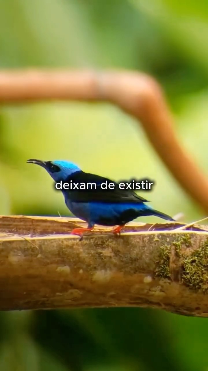 Cada floresta conservada é um refúgio de vida! 🌱
As florestas regulam o clima, protegem nascentes e abrigam milhares de espécies de aves e de outros seres vivos. Quando uma floresta desaparece, não perdemos apenas árvores: perdemos equilíbrio, biodiversidade e futuro.
Neste Dia de Proteção às Florestas, reforçamos um compromisso que faz parte da nossa missão todos os dias: conservar as aves e os ambientes dos quais elas dependem.
Porque proteger as florestas é proteger a vida!
💚 Junte-se a quem trabalha para manter esses ambientes.
-
#Conservação #Florestas #Biodiversidade #savebrasil