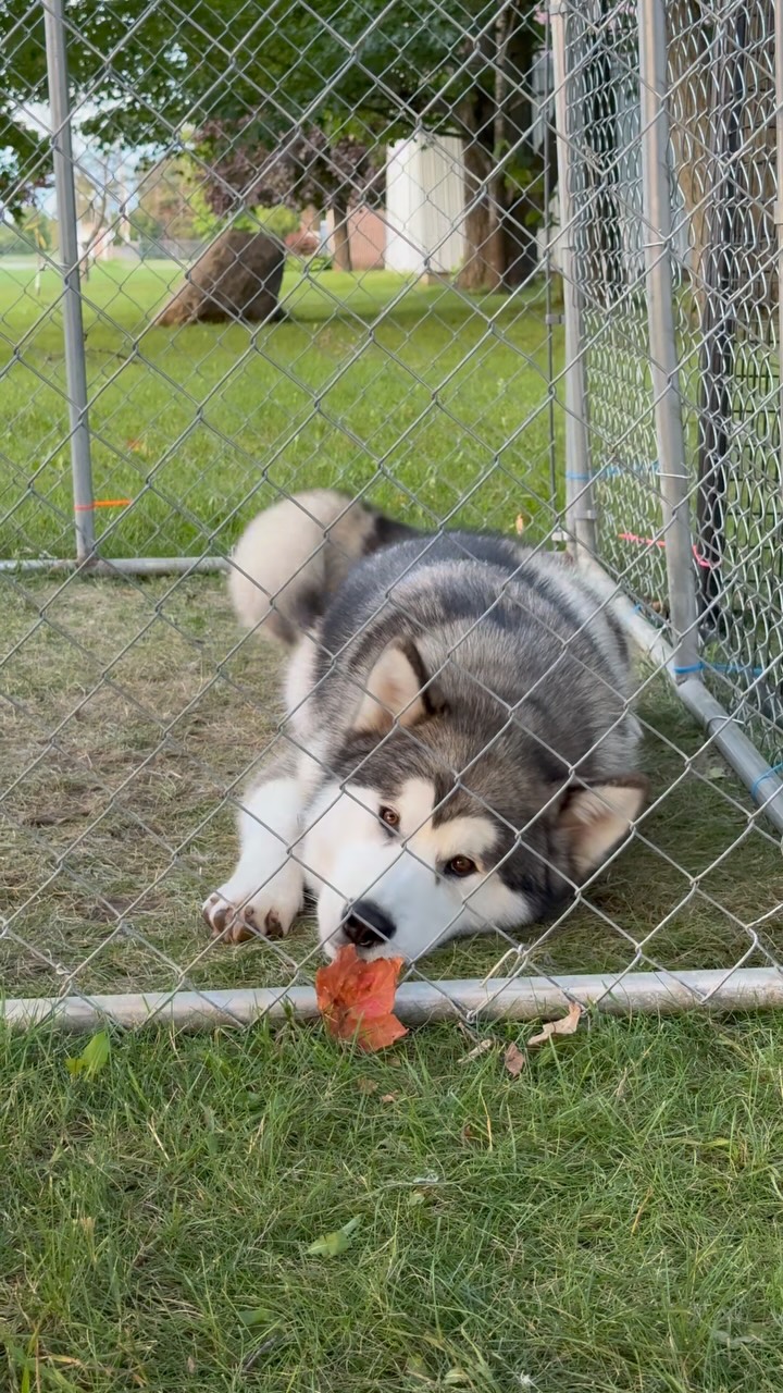 Voodoo is being extremely vocal on how upset he is that Ainsley doesnโt want to play with himโฆ ๐คท๐ผโโ๏ธ๐พ itโs such a rough life being a malamuteโฆ. ๐ถ
โโ
๐ง teracorrigan@gmail.com
๐ (613) 492-0110
๐ www.integritykennels.ca
โโ
#integritykennels #alaskanmalamutesofinstagram #malamutesofinstagram #canadiankennelclub #ethicalbreeder