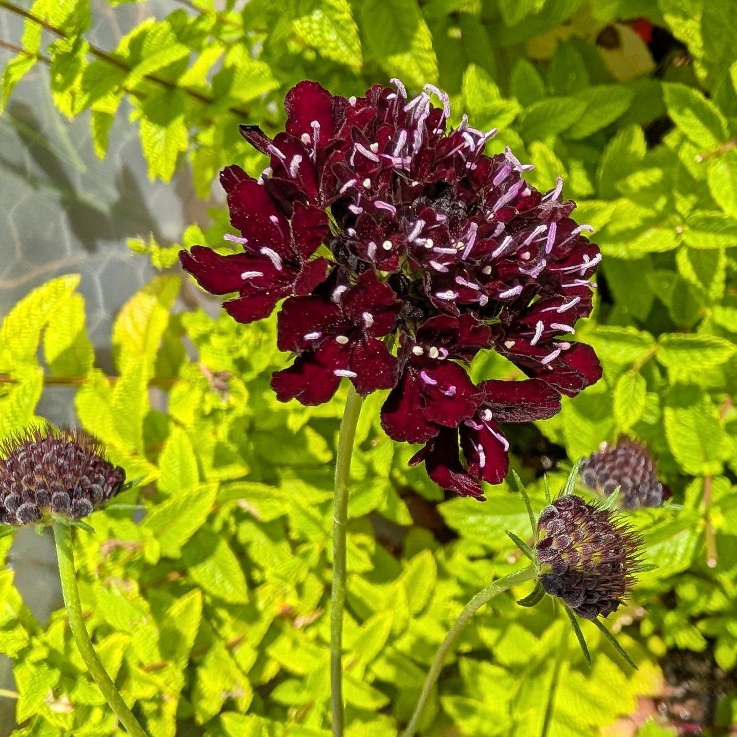 I purchased seeds for this beautiful black scabiosa, also known as Black Knight. It's an annual but I really wanted it. I bought 30 seeds and only one made it. Lucky me, now I can save the seeds and try again next year.
#scabiosa