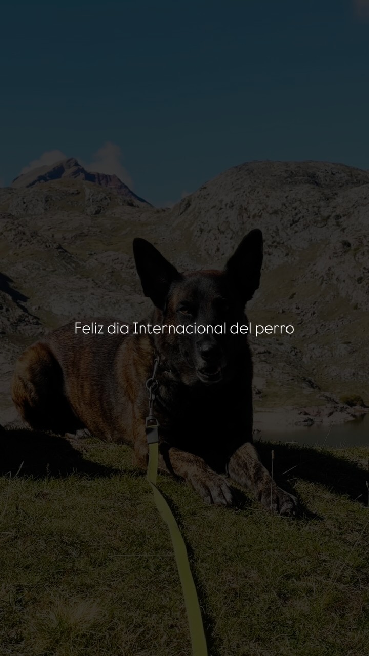 Feliz Día Internacional del Perro 🐶
Aprovechamos este día para recordar lo que realmente implica convivir con ellos: tiempo, compromiso, educación y sí, también momentos de frustración.
Requiere trabajo diario, pero merece totalmente la pena por lo increíbles que son, el amor que dan, lo que aprendemos de ellos y la alegría con la que te reciben cada vez que entras por la puerta.💞
¡A disfrutar de vuestros peludos hoy y siempre! 🐾
🎙️ Audio: @igna.ferriol
~
#diamundialdelperro #educacioncanina #tenenciaresponsable #dogtraining #perrosfelices