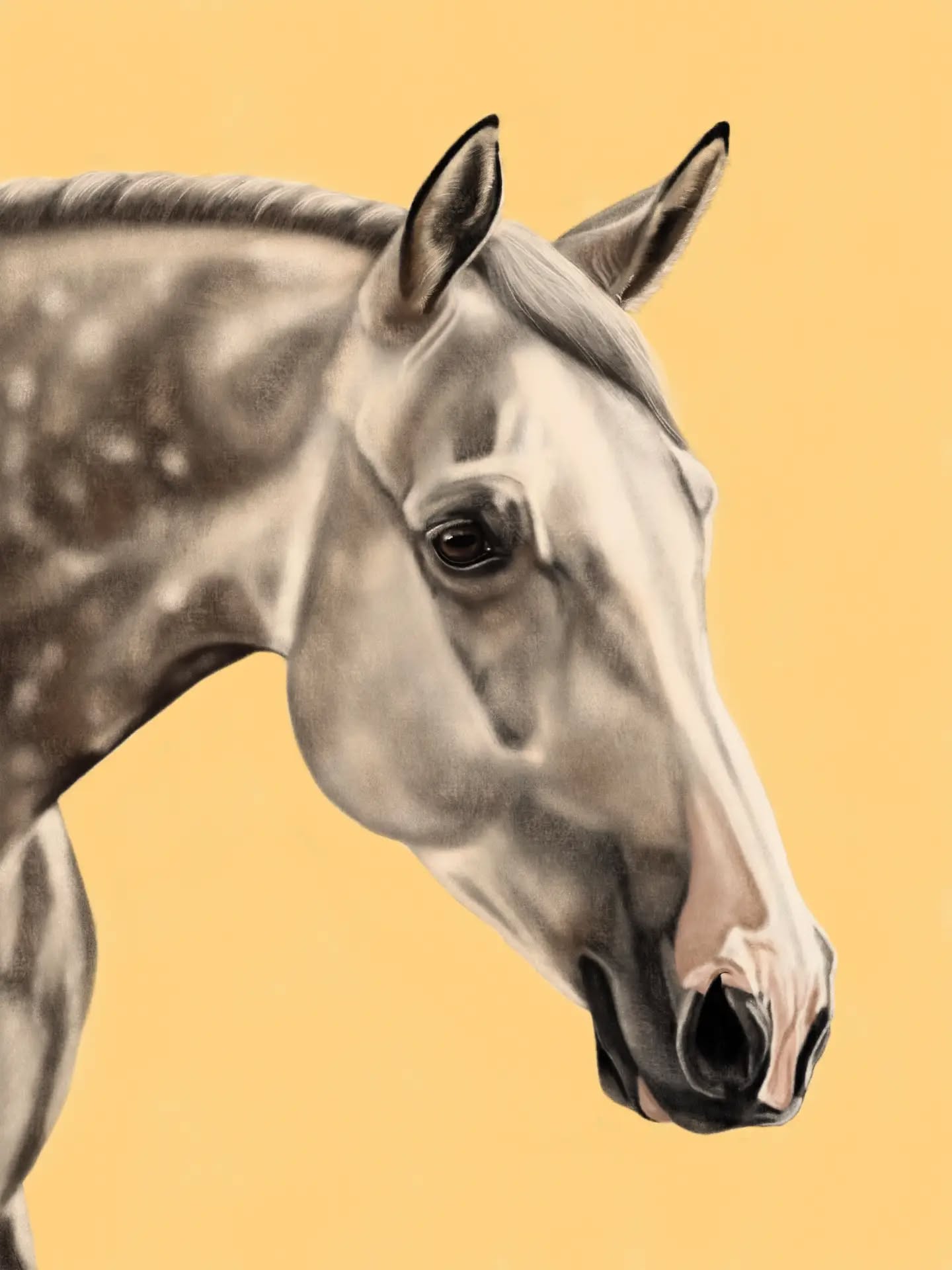 Say hello to this grey Holsteiner horse! My very first horse portrait inspired by clean aesthetics and editorial fashion photography. Crafted in a mixed-media fine art style and dipped in a soft, butter-yellow background for that ultimate summer glow.
Who’s also a lover of a warm palette?
(Soon available as a limited edition giclee print (Paper size: 80×60 cm)
#holstein #holsteiner #greyhorse #horseart #horseportrait