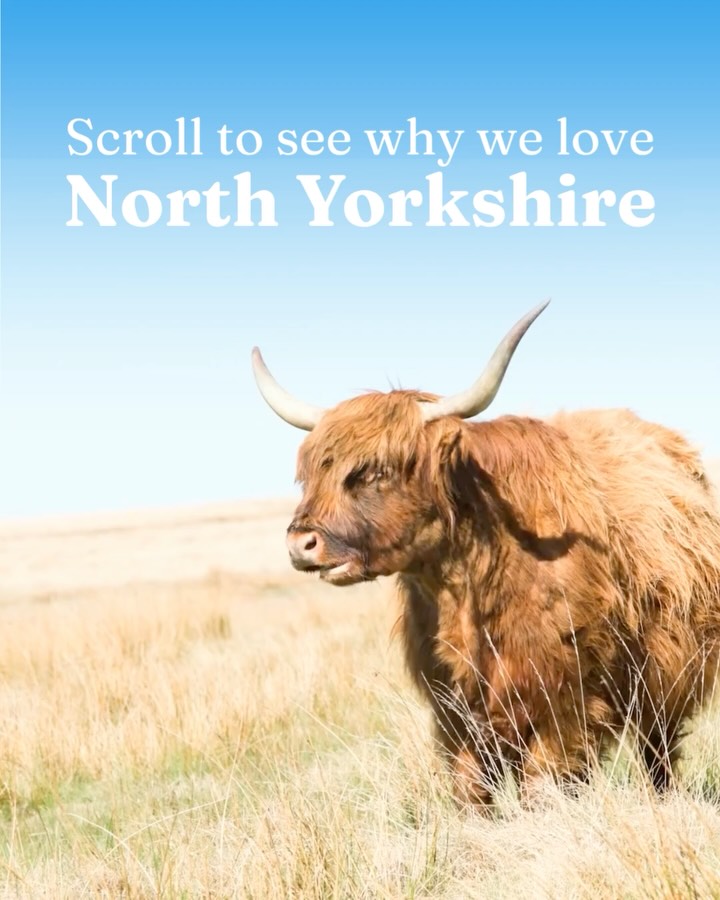 We could give you hundreds of reasons to love North Yorkshire, but we’d really like to know why you love it too 😍
To celebrate #YorkshireDay this weekend, tell us what makes North Yorkshire special to you
Does it hold cherished childhood memories? Or is there a place you simply can’t get enough of? Share your stories, memories and favourite places in the comments below 👇🥰
#VisitNorthYorkshire #TheresMoreToNorthYorkshire