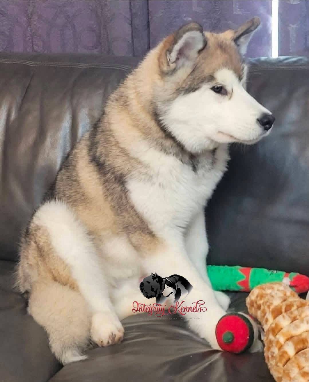 Happy 1st birthday to Voodoo & his littermates ๐ฉต๐ฉท๐ฉต๐ฉท @taneepolarbreeze thank you for this special boy we canโt wait for him to grow up ๐พ๐พ
โโ
๐ง teracorrigan@gmail.com
๐ (613) 492-0110
๐ www.integritykennels.ca
โโ
#integritykennels #alaskanmalamutesofinstagram #malamutesofinstagram #canadiankennelclub #ethicalbreeder