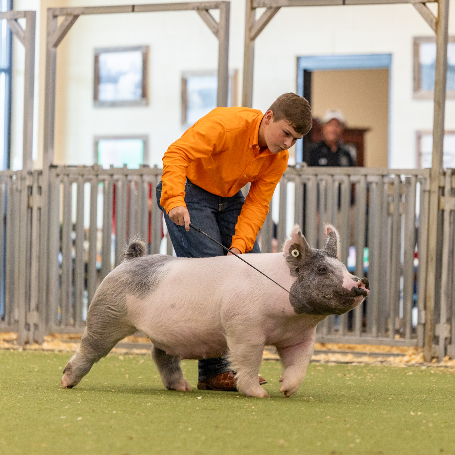 Photo proofs are up for Some Pig Showdown! They are unedited proofs. They will be edited upon purchase. If you have any questions, please reach out, and I am happy to help!
https://kwilliamsphotos.shootproof.com/showdown
I'll begin filling orders on Friday when I am back in town. Thank you for a great show, and congratulations to all exhibitors!
Show Special: Receive a complimentary 8"x10" fine art print from your livestock portrait session if it is booked within thirty days of this show.
https://www.kwilliamsphotography.com/livestock