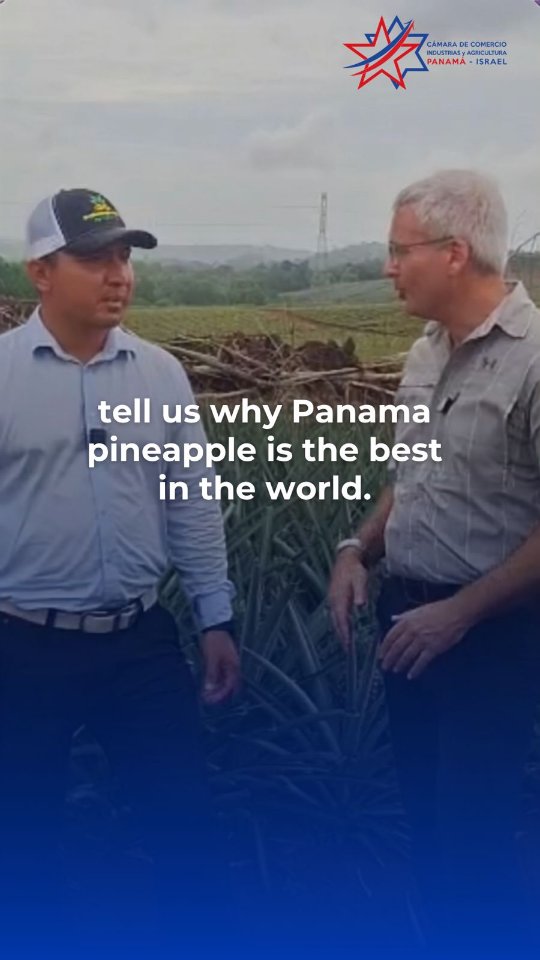 ¡La piña panameña sigue conquistando fronteras! 🍍🇵🇦✨
En nuestra reciente visita a la Finca Los Corozales en Panamá Oeste junto al equipo de Capitán Piña @capitanpina_pty , conversamos sobre la destacada calidad de la fruta local y el gran potencial de exportación hacia el mercado de Israel. 🇮🇱🤝
Gracias a la excelente radiación solar de nuestra región, la piña panameña alcanza niveles de dulzura (grados Brix) únicos en el mercado internacional. ☀️🍍
Desde la Cámara de Comercio, Industrias y Agricultura Panamá - Israel, seguimos trabajando para fortalecer los lazos comerciales y abrir nuevas oportunidades para los productores nacionales. 🚀