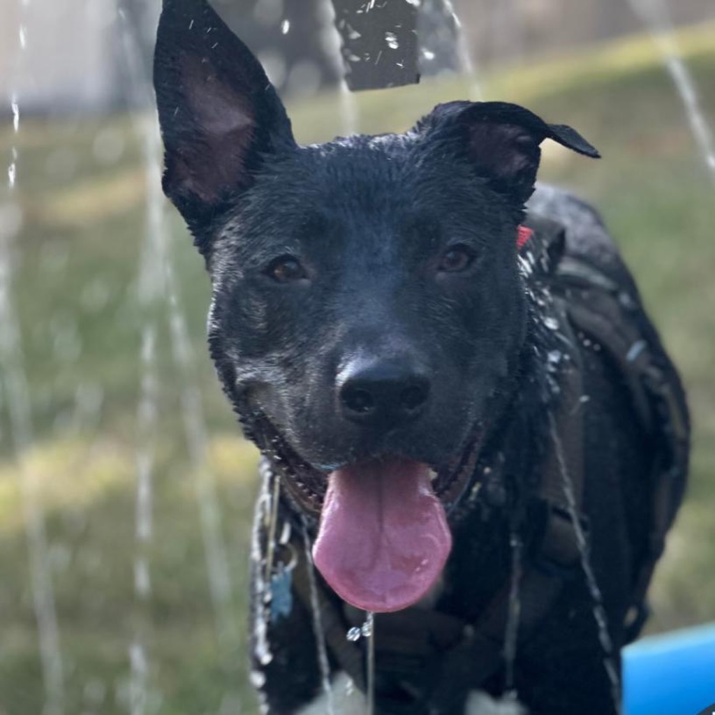 Just NINE of the adult dogs and cats that will have their adoption fee lowered to just $1 on Saturday!!!
Come adopt your new best friend this Saturday the 25th from 11-3 at @materialthingsstudio - all adoption fees are waived go $1 for adults! 🤩🧑🧑🧒
Hoping to see a specific dog or cat? Let us know!
💜
-
#waivedadoptionfee #adoptionevent