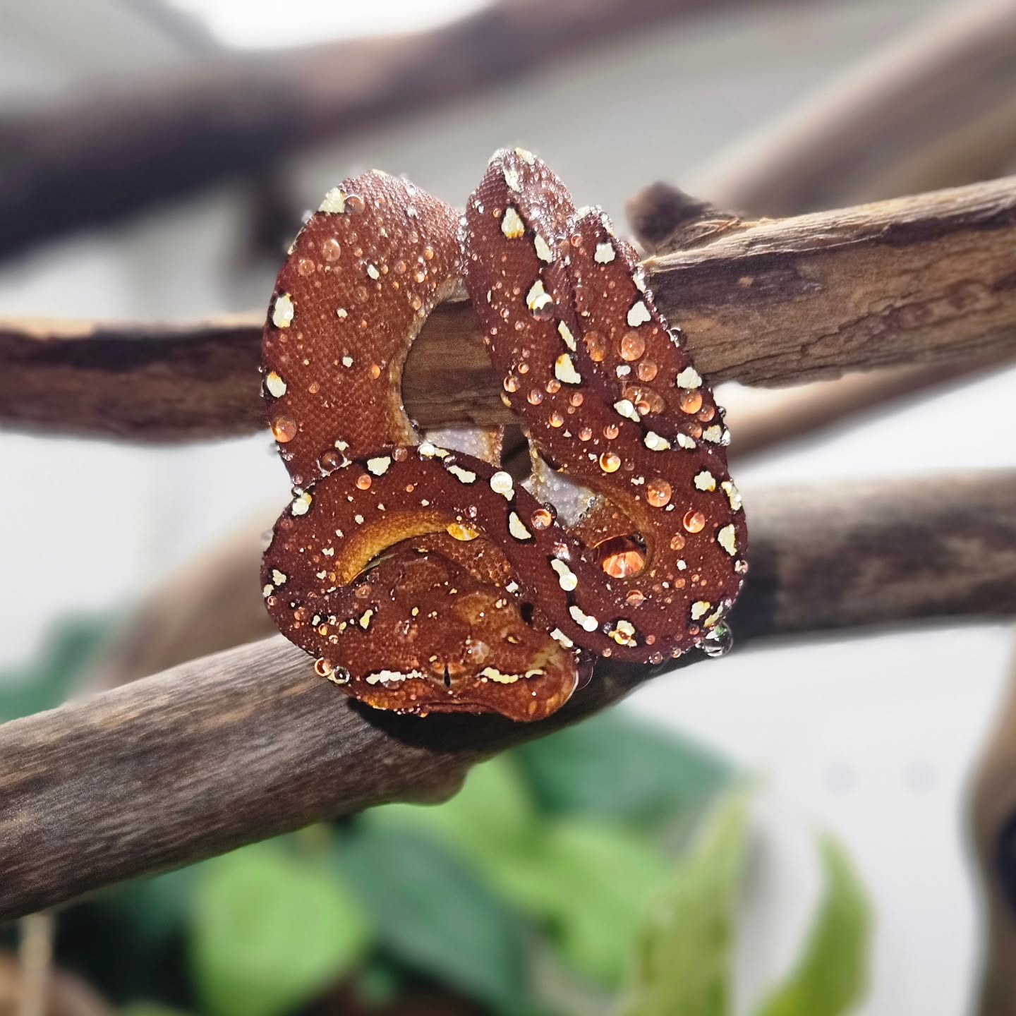 Red phase baby Biak green tree python available now
#dfwreptarium #dfwreptiles #reptileshop #petshop #dallastexas