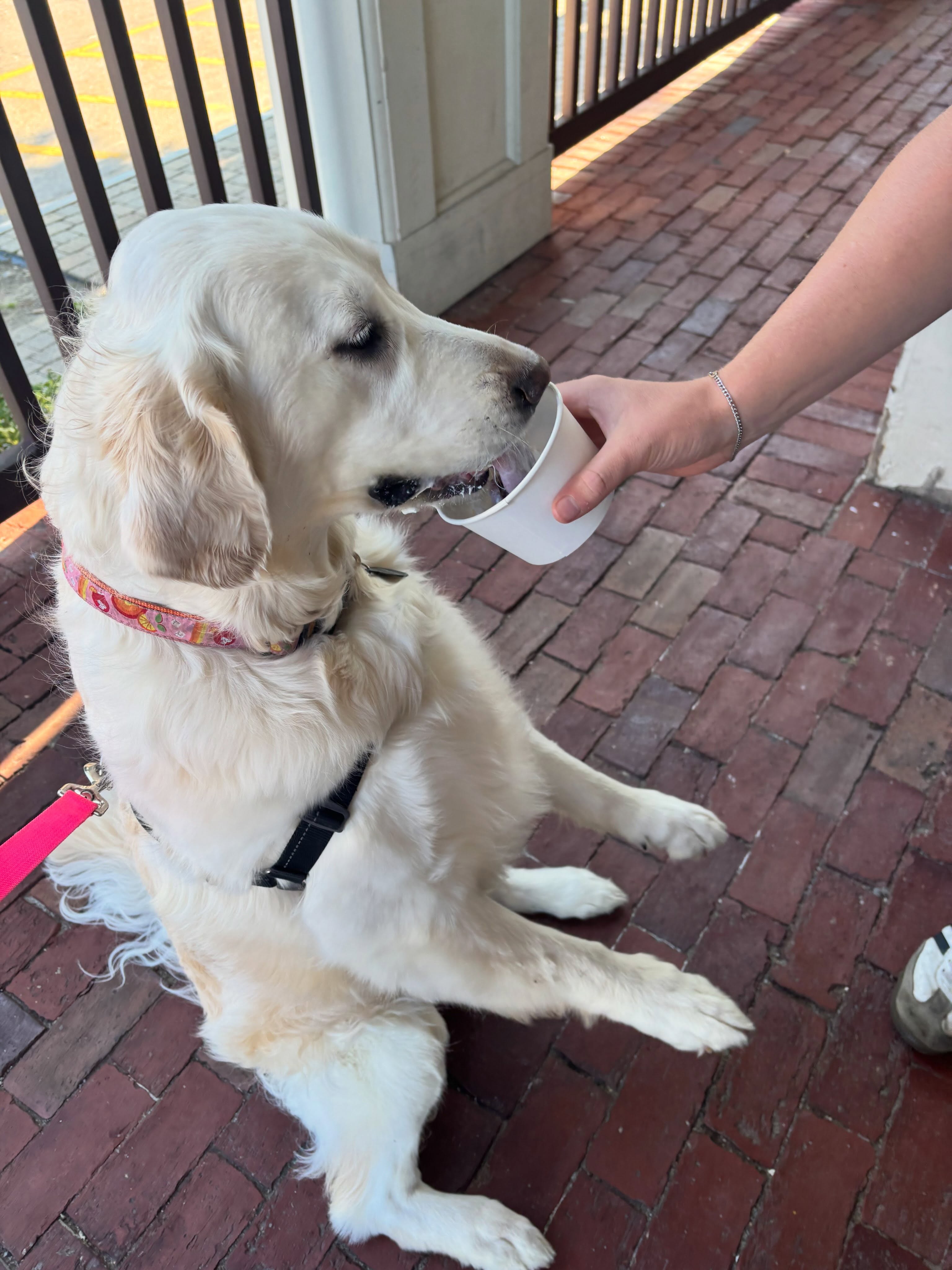 When the weather is ✨this✨ perfect, everyone deserves an after dinner treat! @drichman17 🐾