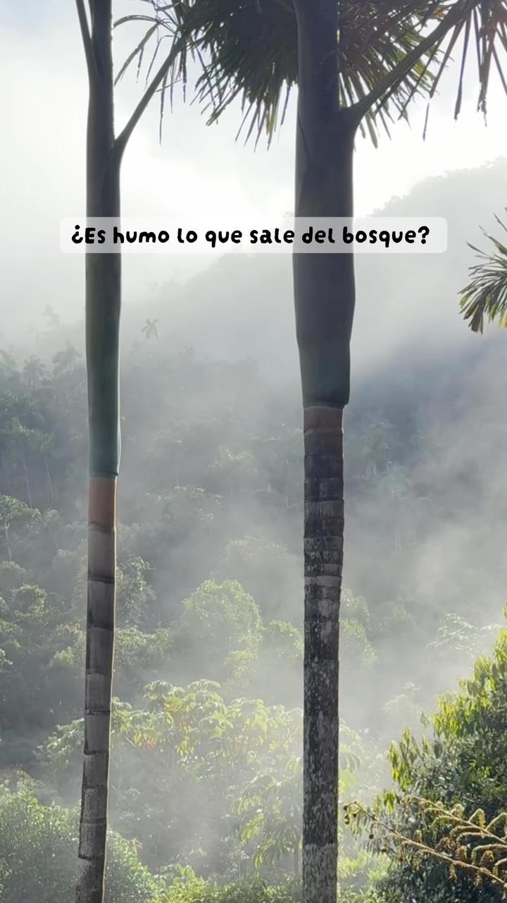 ¿Sabías que los bosques “transpiran? 🌿💨
Lo que ves en el video no es humo ni niebla común: es evapotranspiración vegetal en tiempo real.
Las plantas y los árboles funcionan como un sistema de bombeo natural. Absorben agua líquida del suelo a través de sus raíces para transportar nutrientes. Cuando el agua llega a las hojas, se evapora y sale al aire en forma de vapor a través de unos poros microscópicos llamados estomas.
¿Por qué es vital este “sudor” de los árboles?
1. Refrescan el planeta: Actúan como un aire acondicionado gigante, bajando la temperatura ambiental.
2. Crean lluvia: Ese vapor que ves subir se acumula en la atmósfera, forma nubes y regresa a la tierra en forma de lluvia.
Sin los árboles, el ciclo del agua simplemente se detendría. La próxima vez que veas un bosque “transpirando”, recuerda que está respirando y dándole vida al planeta. 🌍🌧️
¿Habías logrado ver este proceso de forma tan clara? Te leo en los comentarios. 👇
#evapotranspiración #ciclodelagua #conservación #oxapampa #elpalmeral_oxapampa