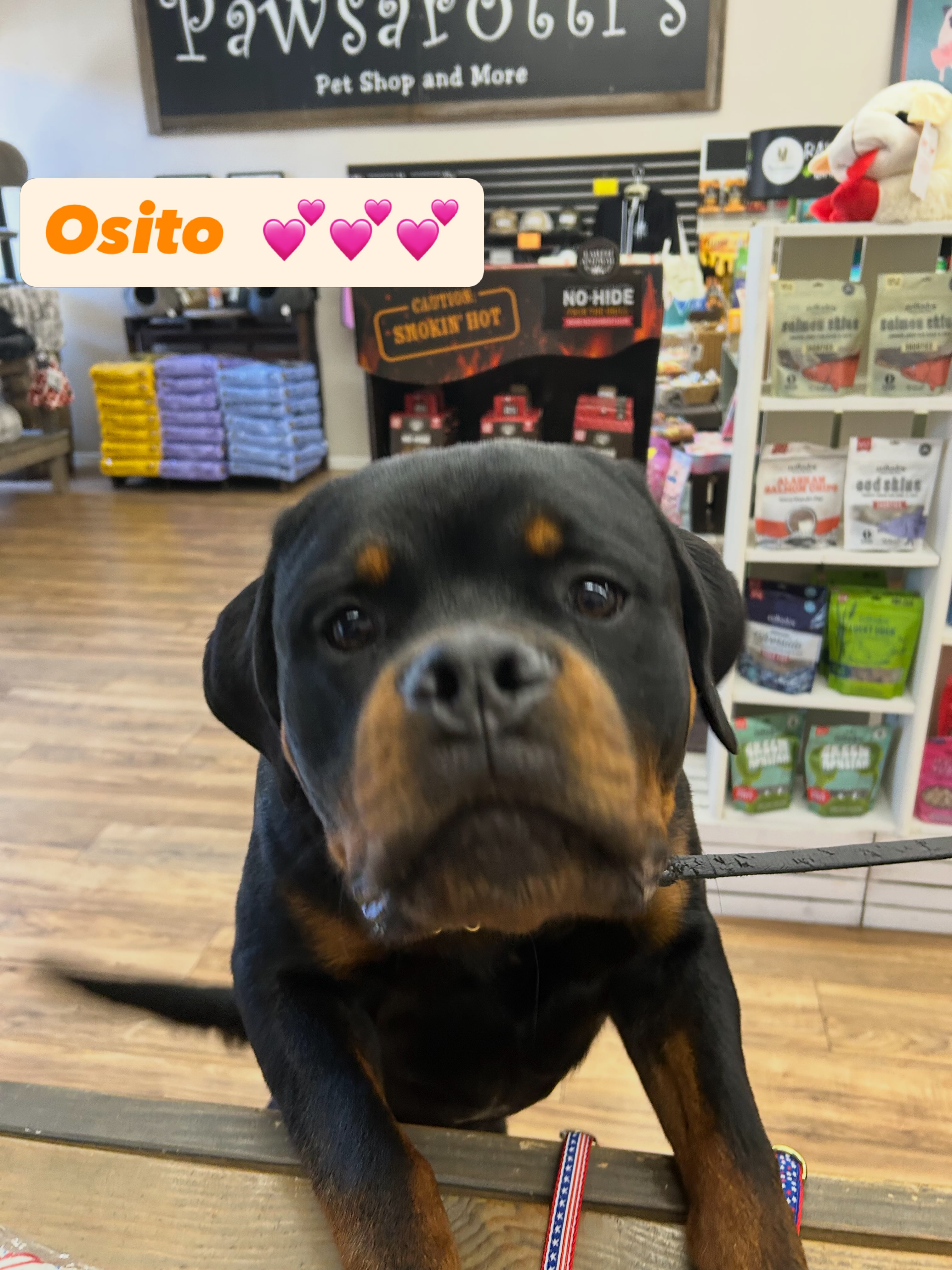 Hoozagooodddbbooyy? Osito is! 💕🐾
Thank you beautiful for dropping by @pawsarottispetshop your nose is the most boopable 🥰
#pawspups #bigbabydogs #shoplocalsonomacounty