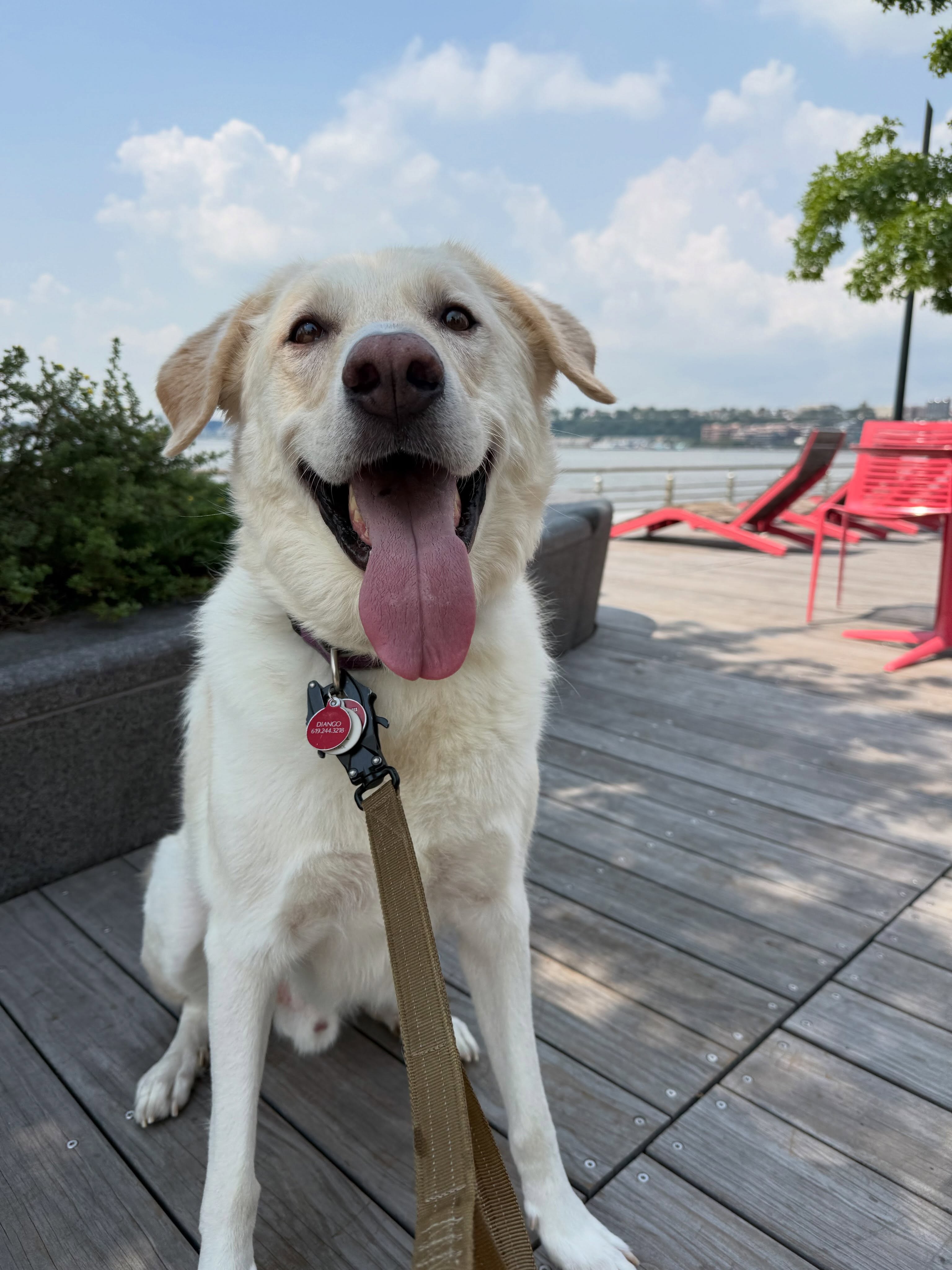 Meet Django.
๐ This is Django, a 5 years old handsome Great Pyrenees/red heeler mix living his best life with his dad in Hellโs Kitchen ๐ he doesnโt like dogs who is bigger than him hahaha but he is the sweetest ! He loves his walks and his time being outside ๐
We canโt wait to make lots of memories together!
Welcome to the Dogsofallboroughs Family ! ๐พ๐๐
#dogsofallboroughs #greatpyreneeslove #redheelermix #dogsofhellskitchen #newmember