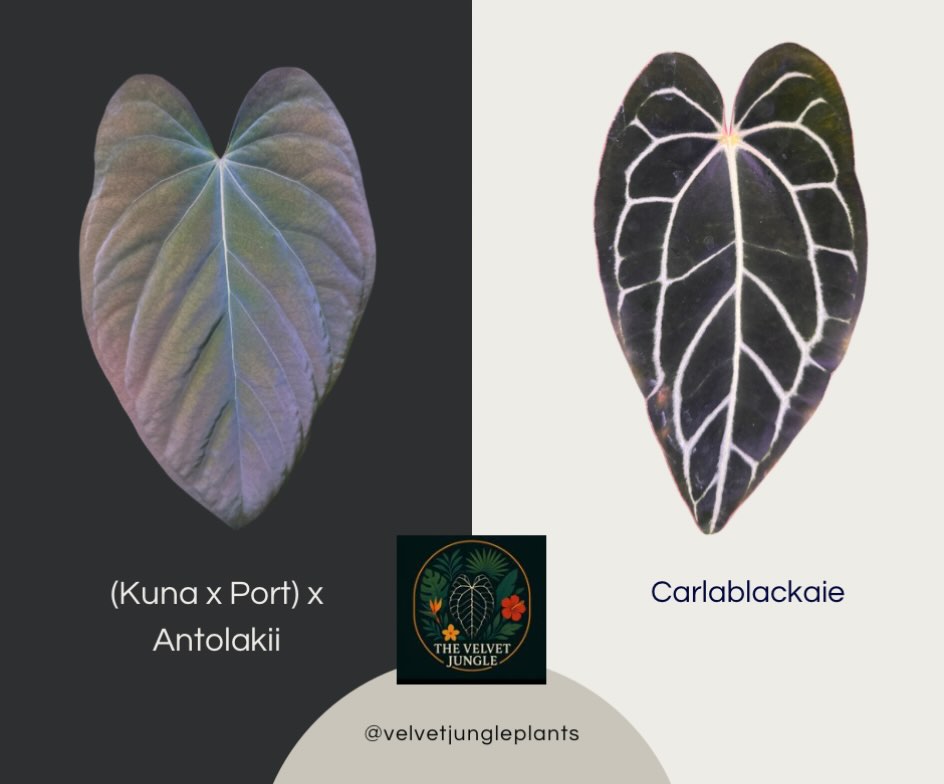 New Seed Release! Im looking forward to seeing how these look when they’re grown out!
If you’re interested in this hybrid, shoot me a message and I will get you taken care of 🖤
#tropicalplants #anthuriumhybrid #rareplantspecies #rareplants