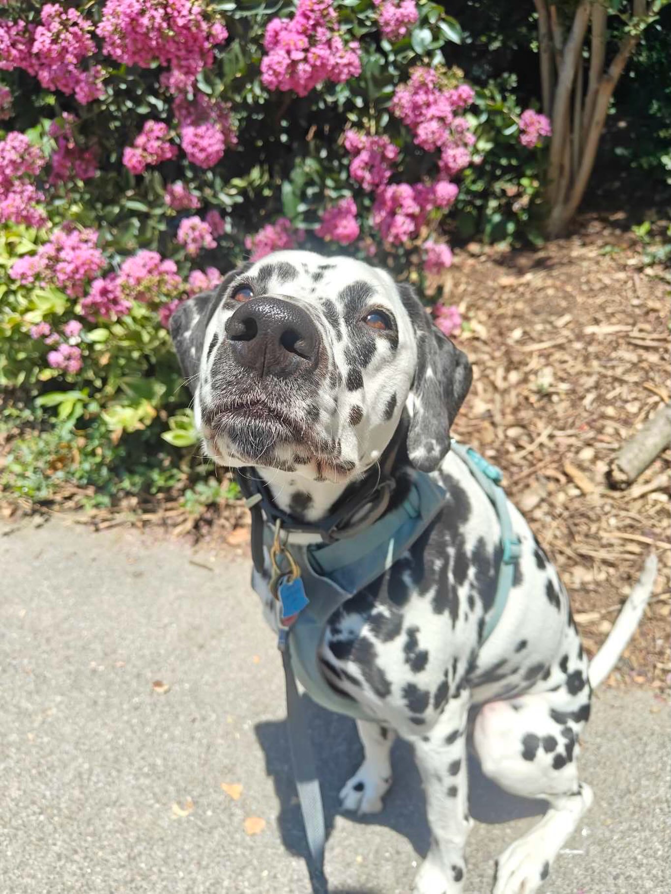 โ๏ธ Sunshine, flowers, and happy hearts ๐
#dogsofallboroughs #dalmatianlovers #dogsofuws #dalmatianworld #dogwalkingbusiness