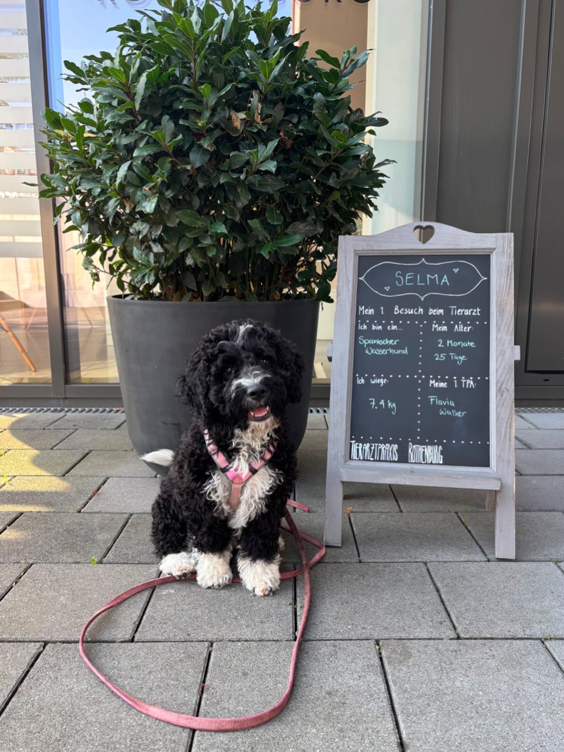 📸 Selma zu Besuch in unserer Praxis! 🐾
Wir hatten diese Woche einen ganz besonderen Patienten: Ein supersüsser Spanischer Wasserhund Welpe war zum allerersten Mal bei uns zum Tierarzt-Check! 😍
Die Aufregung war am Anfang natürlich gross und unsere liebe TPA Flavia Walker hat die süsse Maus sofort mit ganz vielen Streicheleinheiten und super leckeren Belohnungen begrüsst. Wir freuen uns schon riesig auf das nächste Mal, wenn der kleine Wirbelwind uns @tierarztpraxis_rothenburg wieder besucht! ❤️🐶✨
#spanischerwasserhund #welpenerziehung #welpentraining #tpa #tierarztpraxis