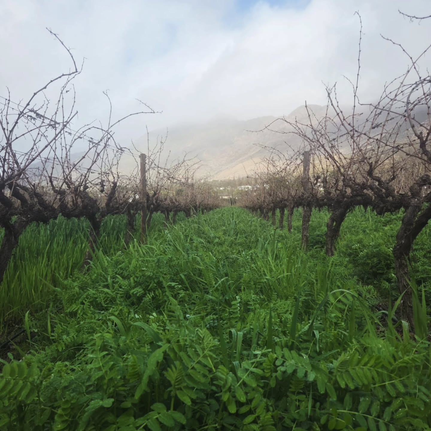 A little more than just green…
Look closely beneath our vines and you’ll see something we’re particularly proud of — our winter cover crop. 🌿💚
After the vines have gone dormant, the vineyard floor comes alive. This lush mix of grasses and legumes protects and nourishes the soil, helps with moisture retention, encourages biodiversity and gives the soil life it needs to support healthy vines.
And then the rain came… 🌧️
Perfect timing.
#KleinNektar #KleinKaroo #CoverCrop
#robertsonwinevalley #route62