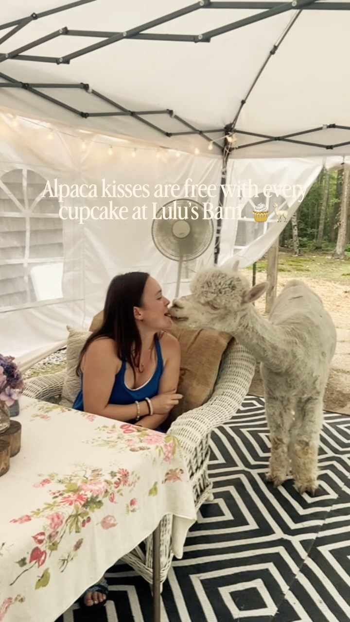 Alpaca kisses are free with every cupcake at Lulu’s Barn. 🧁🦙
Cupcakes made with ♥️ by @dzertsbydaphne
Lulu’s Barn • Westport Island, Maine
#midcoastmaine #alpacasandcupcakes #mainefarm #visitmaine #alpacasofinstagram