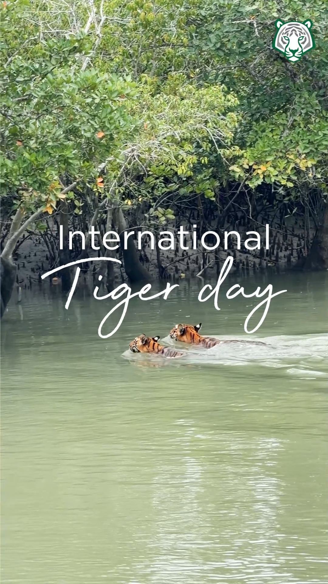 The strength of a nation is reflected in how it protects its wildlife. On International Tiger Day, let's stand together to ensure every tiger continues to roam free. #way2wildresorts #Sundarbans #tiger #InternationalTigerDay