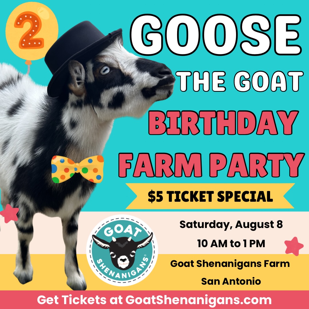 Join us for a fun day on the farm as we celebrate our lovable source of daily shenanigans and a hoofed friend to all—Goose the Goat—turning TWO! Dare we say, it’ll be TWO cute to handle.
Event Details:
🗓 Date: Saturday, August 8
🕒 Time: 11 AM to 1 PM (Come by any time!)
📍 Location: Goat Shenanigans Farm at 11015 Shaenfield Rd, San Antonio
We’ll have:
🎉 Open Farm Visit Special — ONLY $5 per person (normally $14)
🎂 Birthday cake celebration — Help us sing “Happy Birthday” as Goose enjoys a goat-friendly cake made especially for the birthday boy!
📸 Birthday photo ops with Goose in his party best — Assuming his buddy Raphael doesn’t eat the party hat first!
🧘♀️ Goat Yoga station — Find out why goats are the cutest way to stay active
🎨 Fun games plus a craft activity for the kids
Bring yourself, your friends, and your family—and come say HAPPY “BAAAH-DAY” to the ever-lovable, always-silly Goose the Goat!