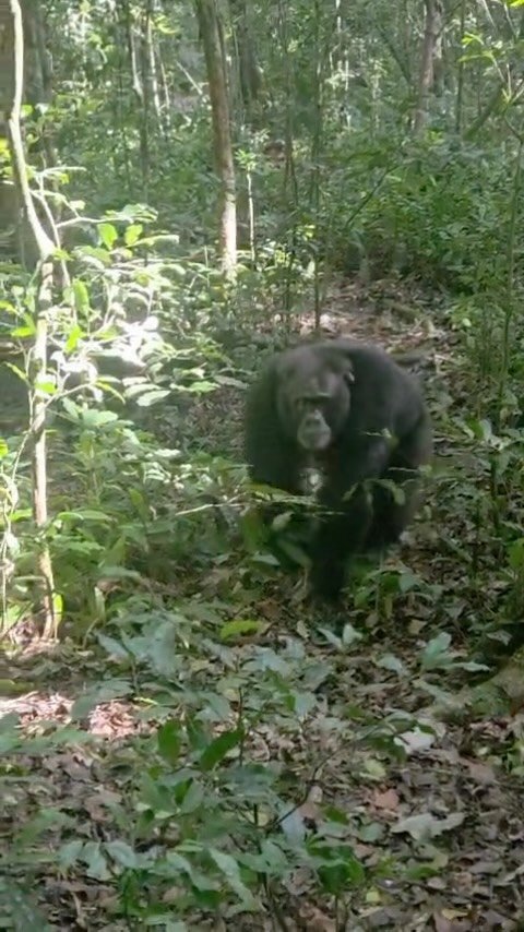 Be honest would you be this calm with an adult chimpanzee walking towards you?🥴😅
#kibaleforestnationalpark #chimpanzee #africanmotoadventures
www.africanmotoadventures.com