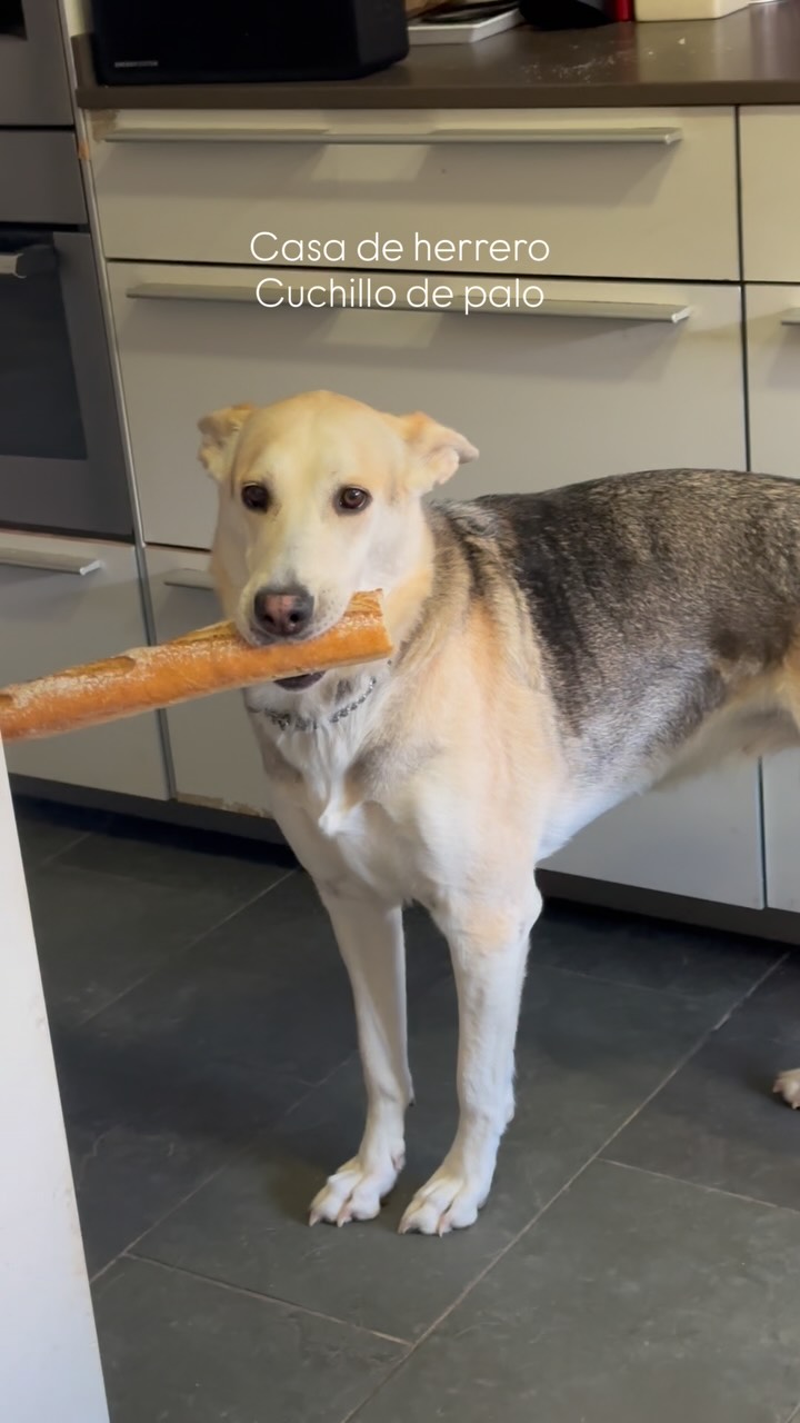 Tener perros educados no significa tener robots. 🤖
A veces creen que nuestros perros son "perfectos". La verdad es que no, y tampoco lo buscamos. La educación canina no va de anular la naturaleza del perro ni de exigirles una disciplina 24/7.
Mientras sea algo puntual, no se hagan daño y no afecte a la convivencia, nos parece clave dejarles ser lo que son: perros. Tienen sus etapas (cachorros, adolescentes...) y sus trastadas, y a veces, también toca reírse de esto💛🤣
#educacioncanina #perrosfelices #dogtraining #cachorros