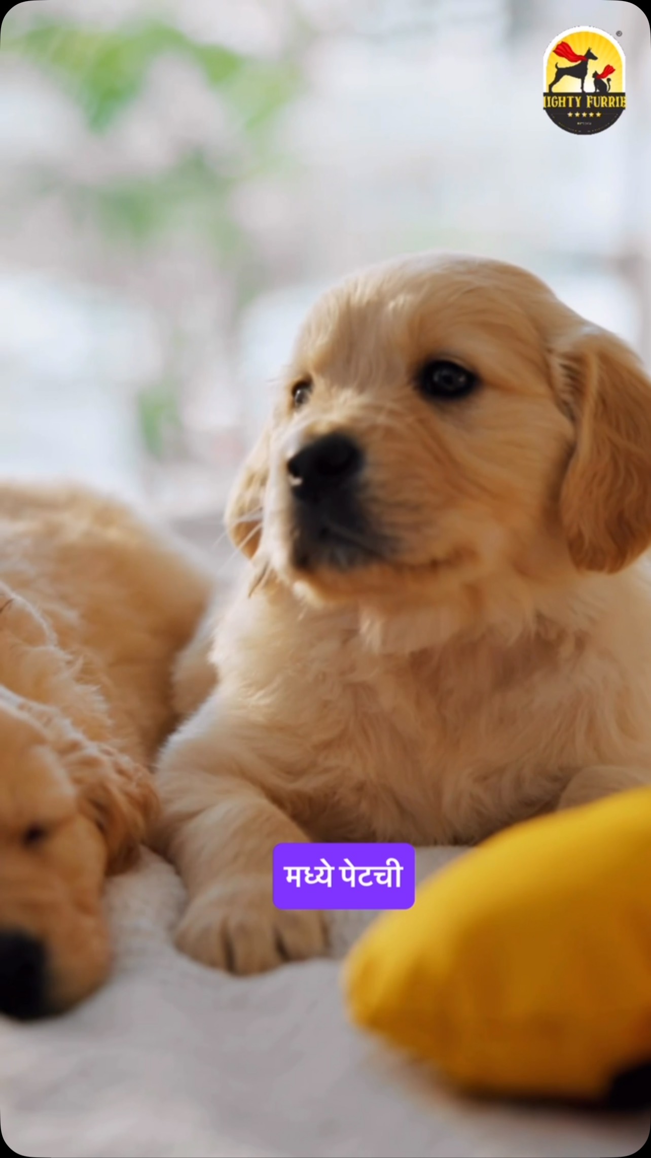 Your pet’s bed could be hiding more than just fur this monsoon! 🌧️🐶🐱
With increased humidity, dampness, and muddy paws, your pet’s bedding can quickly become a breeding ground for bacteria, fungi, dust mites, and unpleasant odours. That’s why maintaining clean bedding is just as important as grooming during the rainy season.
Here’s how to keep their sleeping space healthy:
🛏️ Wash bedding regularly
☀️ Dry blankets and cushions completely before use
🧼 Vacuum pet beds to remove loose fur and dirt
🌬️ Keep the sleeping area dry and well-ventilated
✨ Replace heavily worn or damp bedding when needed
A clean bed means better sleep, healthier skin, and a lower risk of infections for your furry companion.
Because after a long day of zoomies and cuddles, every pet deserves a clean, cozy place to rest. 💙🐾
📍 Mighty Furries – Premium Pet Store & Grooming Center
📞 089284 84878
#MightyFurries #MonsoonPetCare #PetHygiene #PetBedding #PetCareTips