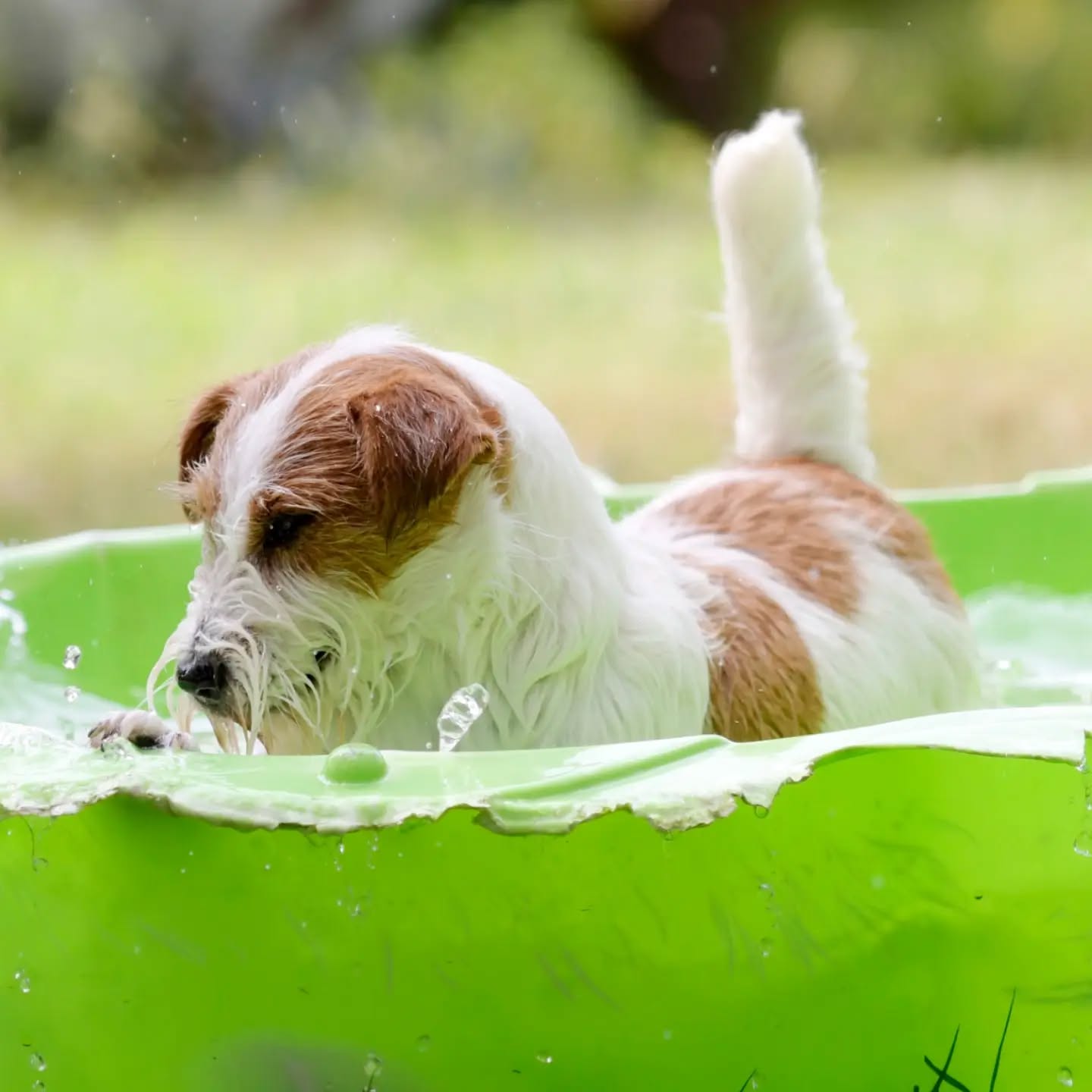 Summertime 🐕☀️
.
.
.
.
#ivynookkennel #jackrussellterrier #jackrussellitaly #jackrussellroma #jackrusselllife