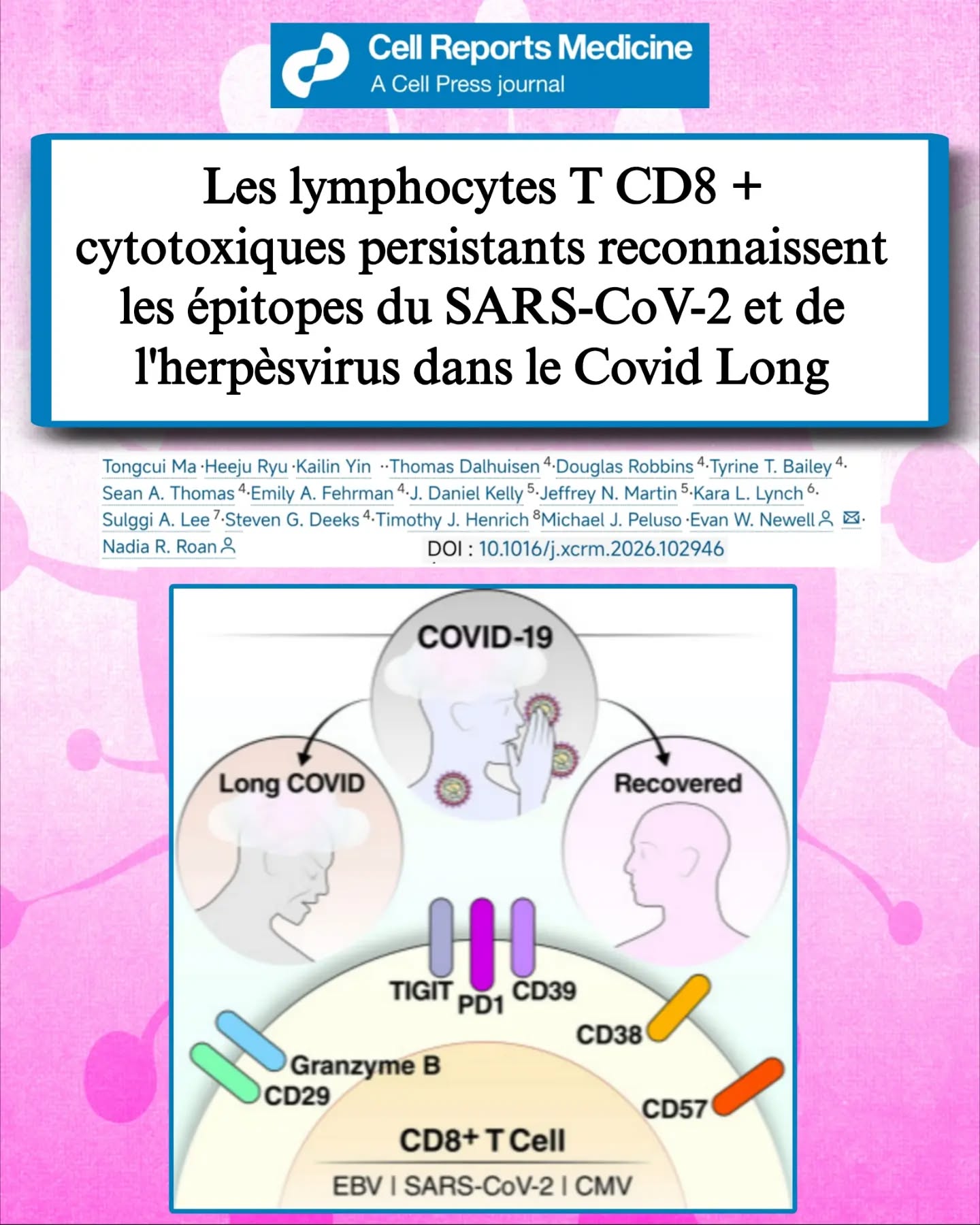 🧵📢Une nouvelle étude financée par @polybio.rf apporte un nouvel éclairage sur les mécanismes immunitaires du #CovidLong.
Les chercheurs montrent que certains lymphocytes T CD8⁺, essentiels à la lutte contre les infections virales, restent anormalement activés longtemps après l'infection aiguë.
🦠Les lymphocytes T CD8⁺ sont les "cellules tueuses" du système immunitaire.
Leur rôle est de détruire les cellules infectées par un virus.
Normalement, une fois l'infection contrôlée, cette réponse diminue.
Chez les personnes atteintes de #CovidLong, cela ne semble pas toujours être le cas.
🔬Grâce à une technologie de profilage immunitaire de haute précision, les chercheurs ont étudié les lymphocytes T dirigés contre :
• le SARS-CoV-2
• le virus d'Epstein-Barr (EBV)
• le cytomégalovirus (CMV)
Tous trois présentent des anomalies chez les patients atteints de #CovidLong.
⚠️Les patients présentent davantage de lymphocytes T CD8⁺ hautement cytotoxiques.
Ces cellules produisent notamment de la granzyme B, une protéine utilisée pour détruire les cellules ciblées.
Cette réponse, utile pendant une infection aiguë, semble ici persister anormalement.
🧬Plus surprenant encore :
Cette activation ne concerne pas uniquement le SARSCoV2
Les chercheurs observent également des anomalies des lymphocytes T spécifiques du CMV et de l' EBV.
Cela suggère une dérégulation plus globale de l'immunité antivirale.
♀️Chez les femmes atteintes de CovidLong, les chercheurs retrouvent la proportion la plus importante de lymphocytes T CD8⁺ fortement différenciés et cytotoxiques.
Une piste qui pourrait contribuer à expliquer pourquoi les femmes sont plus souvent touchées, mais qui devra être confirmée par d'autres études.
💡Les auteurs avancent une hypothèse importante :
Après l'infection, le système immunitaire pourrait ne pas parvenir à "éteindre" complètement sa réponse cytotoxique.
Des lymphocytes T resteraient durablement activés, maintenant un état inflammatoire chronique.
⏬ Suite en commentaire ⏬