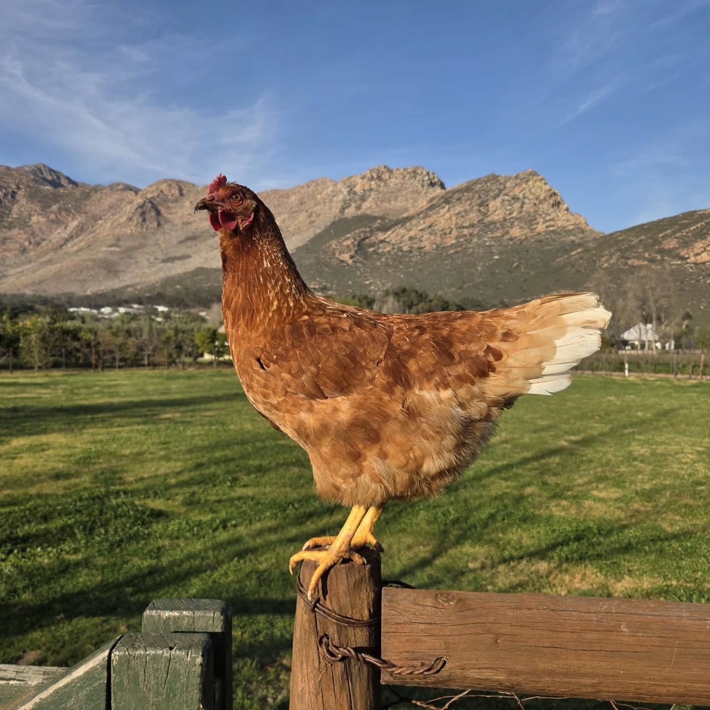 Every farm has a boss...
Ours wears feathers, has zero respect for personal space, and insists on supervising every job. 😂
#Kleinnektar
#farmstay
#kleinkaroo
#montagu
#selfcateringaccommodation