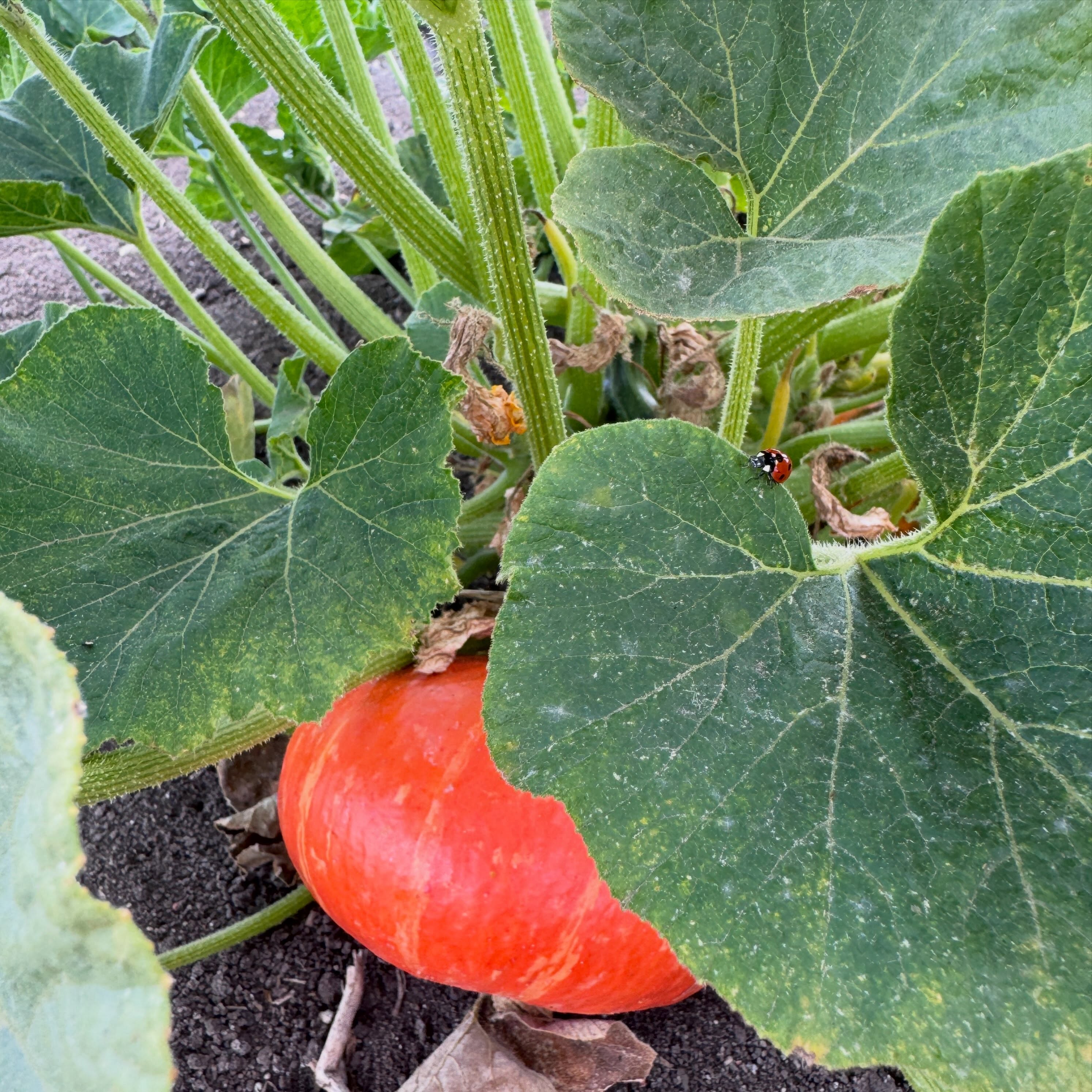 Glück ist, wenn man Kürbisse von Heimathungrig kaufen kann. 🐞🎃🍀
Bald ist es soweit!
#kürbiszeit#glück#heimatliebe