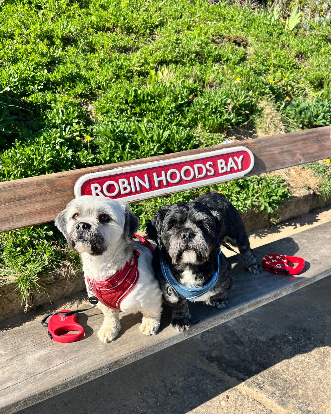 North Yorkshire beaches that are dog-friendly all year round! 🐶🌊🏖
Before exploring the coast with your dog this summer, check out our complete guide to discover which beaches have seasonal restrictions, and which are dog-friendly all year round.
You'll also find parking and accessibility information to help you plan the pawfect trip 🐾👉 Click the link in our bio.
🌊 Check tide times before you visit
💚 Please clean up after your dog
#VisitNorthYorkshire | North Yorkshire | Dog Friendly Beaches