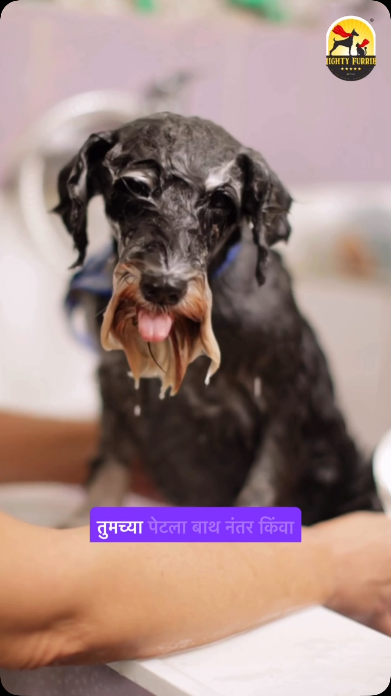 A wet coat might look cute... but leaving it damp for too long can lead to bigger problems. 🌧️🐶🐱
Whether it’s after a bath or a rainy walk, drying your pet properly is one of the most important steps in their grooming routine.
Excess moisture trapped in the coat can lead to:
❌ Skin irritation
❌ Fungal and bacterial infections
❌ Bad odours
❌ Matting
❌ Ear infections
After every bath or walk:
🧼 Towel dry thoroughly
🌬️ Use a pet-safe dryer if needed
👂 Dry the ears gently
🐾 Don’t forget the paws and between the toes
✨ Brush the coat once it’s dry
A few extra minutes of drying can make a huge difference to your pet’s comfort and overall health.
Because healthy skin starts with a completely dry coat. 💙🐾
📞 Need professional grooming? Book your appointment today: 089284 84878
📍 Mighty Furries – Premium Pet Store & Grooming Center
#MightyFurries #MonsoonPetCare #PetGrooming #DogCare #CatCare