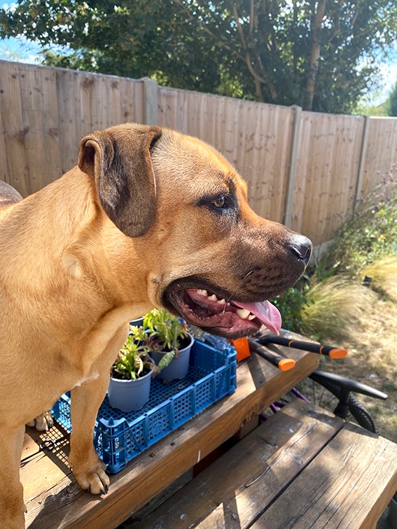 Help or hinder? 🐶
Ziggys contributions to the ‘potting on’ jobs today. How did we ever manage before? It’s a mystery 🤷♀️🪴
#mastiffs #dogatwork #chewingmachine #landshark #velcrodog