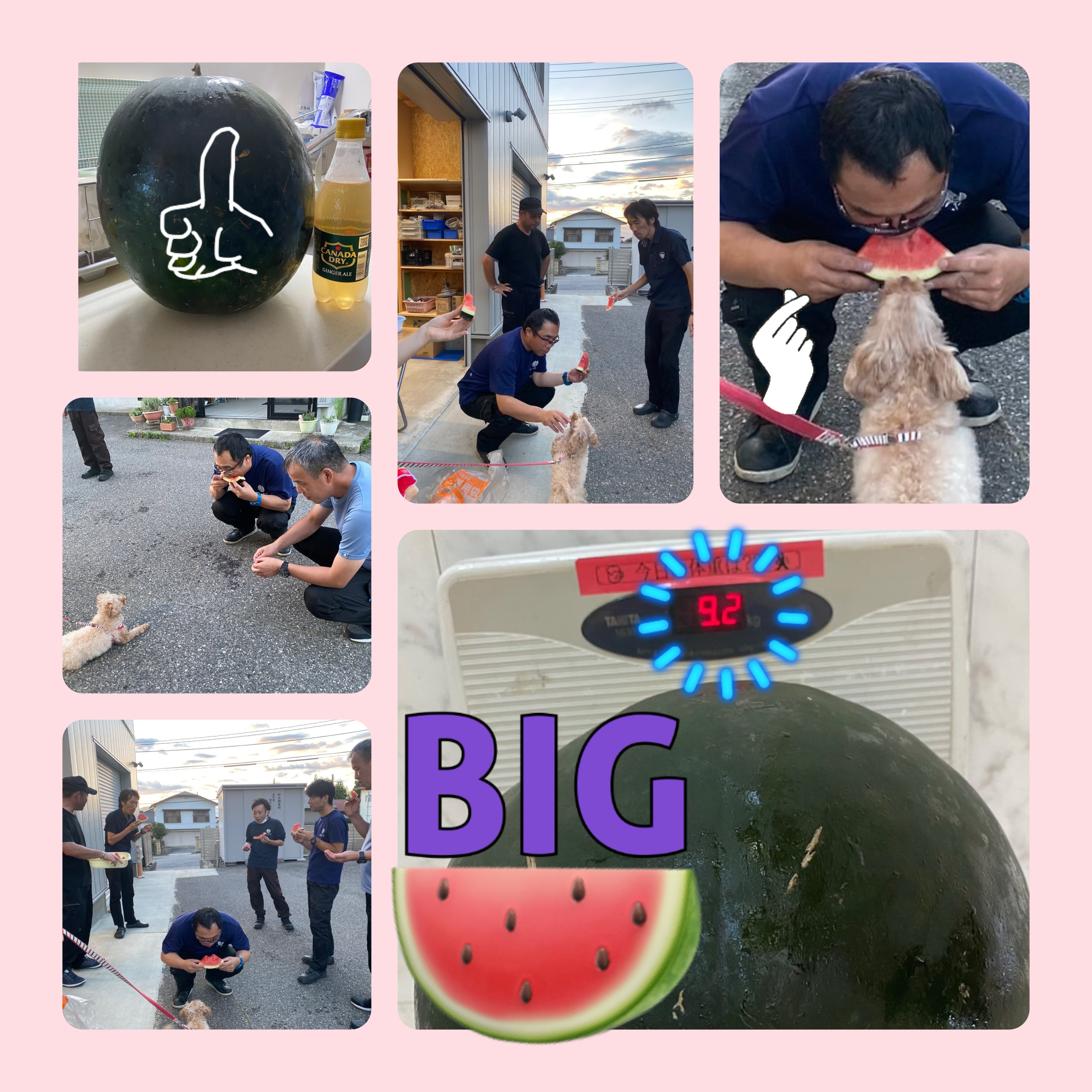 2026.08.07
昨日、現場スタッフがご自宅の畑で育てた9キロのBIGスイカを持ってきてくれました!
ずっしりとした大きさにビックリ😳
事務所に戻ってきてから美味しく頂き、暑さも吹き飛ぶひとときとなりました。
ごちそうさまでした🍉
#会津建物管理
#あいたて
#BIGスイカ
#暑さ吹き飛ぶ
#ごちそうさまでした