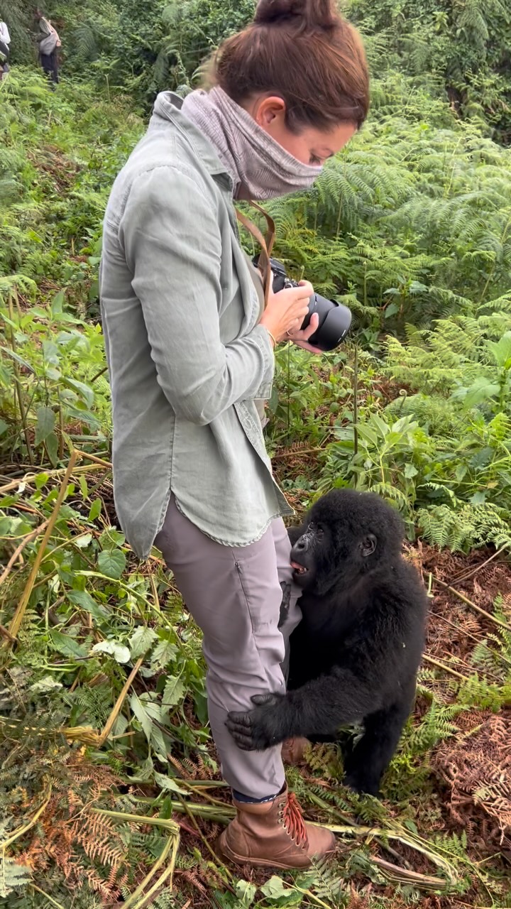 in the process right of booking a gorilla trek for some clients and it makes me want to want to go backkkk. 🦍🦍🦍 such an incredible experience. #foreverafrica