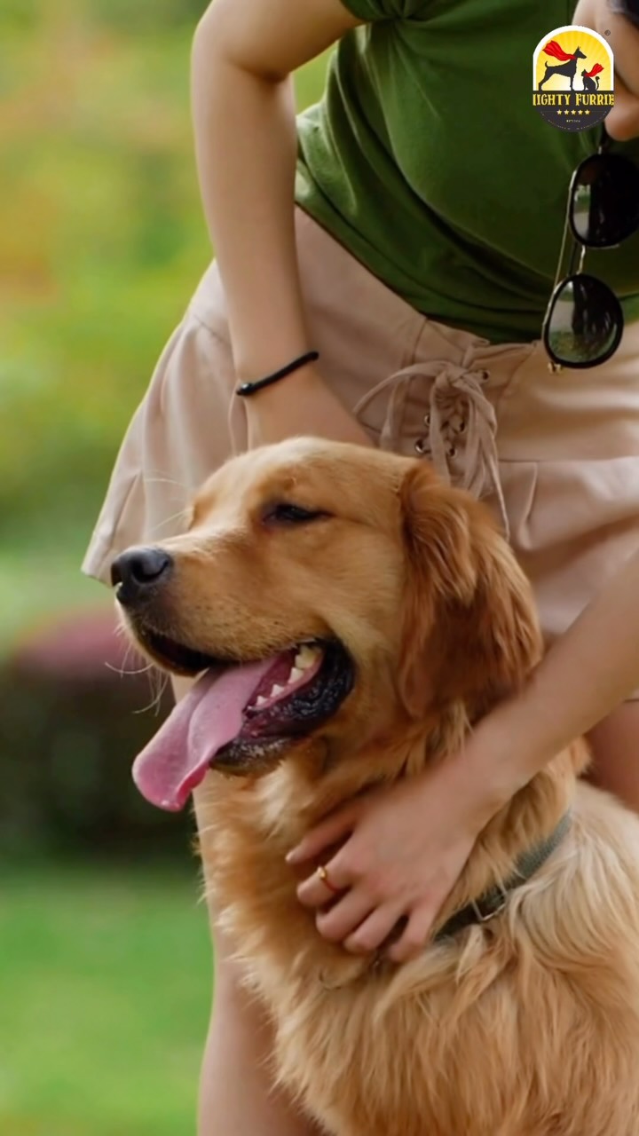 Long-haired pets need a little extra love during the monsoon! 🌧️🐶🐱✨
Their beautiful coats can easily trap moisture, mud, and dirt, increasing the chances of matting, skin irritation, fungal infections, and unpleasant odours if not cared for properly.
Here’s how to keep them comfortable this season:
✨ Brush their coat daily to prevent tangles
🛁 Schedule regular grooming sessions
🌬️ Always dry their coat completely after baths or rainy walks
👂 Keep ears and paws clean and dry
🦟 Check regularly for ticks and fleas
A well-maintained coat doesn’t just look beautiful—it keeps your pet healthier, cooler, and much more comfortable throughout the rainy season.
Show your long-haired companion the extra care they deserve this monsoon. They’ll thank you with endless cuddles and wagging tails! 💙🐾
📞 Book a grooming appointment: 089284 84878
📍 Mighty Furries – Premium Pet Store & Grooming Center
#MightyFurries #LongHairPets #MonsoonPetCare #PetGrooming #DogCare CatCare