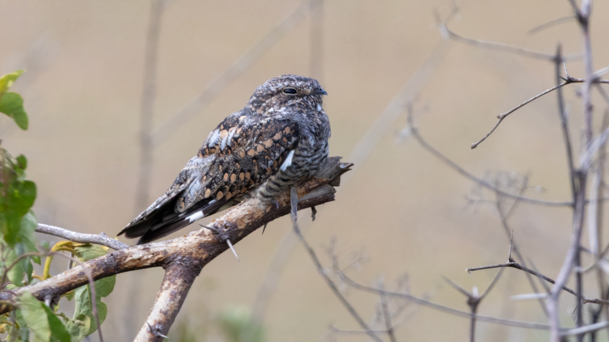 🐐 GOATSUCKER OF THE MONTH #20 🐐
🐦 Species Name: Lesser Nighthawk
🔬 Scientific Name: Chordeiles acutipennis
🌍 Status and Distribution: 🟢 Least Concern (LC), 🗺️🏝️ SW North America, Central America, N South America
🦚 🌳 🥚 Description and Ecology: Lesser Nighthawks are denizens of arid and semi-arid regions of southwest North America through Central America during the breeding season, and semi-arid and extensive wetland regions in northern South America during the nonbreeding season. Their cryptic plumage is typical of Caprimulgids, but they also sport a white patch across their primary flight feathers (near the tip of their wing). This white patch is similar to that of Common Nighthawks, but on Lesser Nighthawks it is even closer to the tips of their wings. The Lesser Nighthawk’s song is an eerie, gurgling trill best heard in the evening and early morning.
💡 Interesting fact: Lesser Nighthawks experience extreme swings in temperatures across their native range, prompting them to develop a range of behaviors to help them cope. Adult Lesser Nighthawks seek shady roosting areas during the daytime, often facing into the wind and/or opening their mouths wide to let air flow help cool them down. They will even use their tiny legs to walk gingerly along the length of a branch, as needed, to follow the shade as the sun moves throughout the day. More incredibly, nesting females will gently roll their eggs out of direct sunlight to prevent them from overheating. If the temperature drops too low at night, Lesser Nighthawks will enter torpor until conditions improve.
⚠️ Conservation Risks: Although their population appears to be stable or slightly increasing in the USA, Partners in Flight (2024) note a slight decline in total population across their full range. Habitat loss 📉 by urbanization 🏢🚗 and agriculture 🌱🌽 along with declining food resources 🪰🦋 due to pesticide use pose risks to Lesser Nighthawks.
📷 Photos by 1) S.Romero on iNaturalist 2) C.Rohrer on iNaturalist 3) C.Harrison on iNaturalist 4) J.Hernandez on iNaturalist
(Creative Commons (CC) license)
🗺️ Distribution map: BirdLife International (2024).