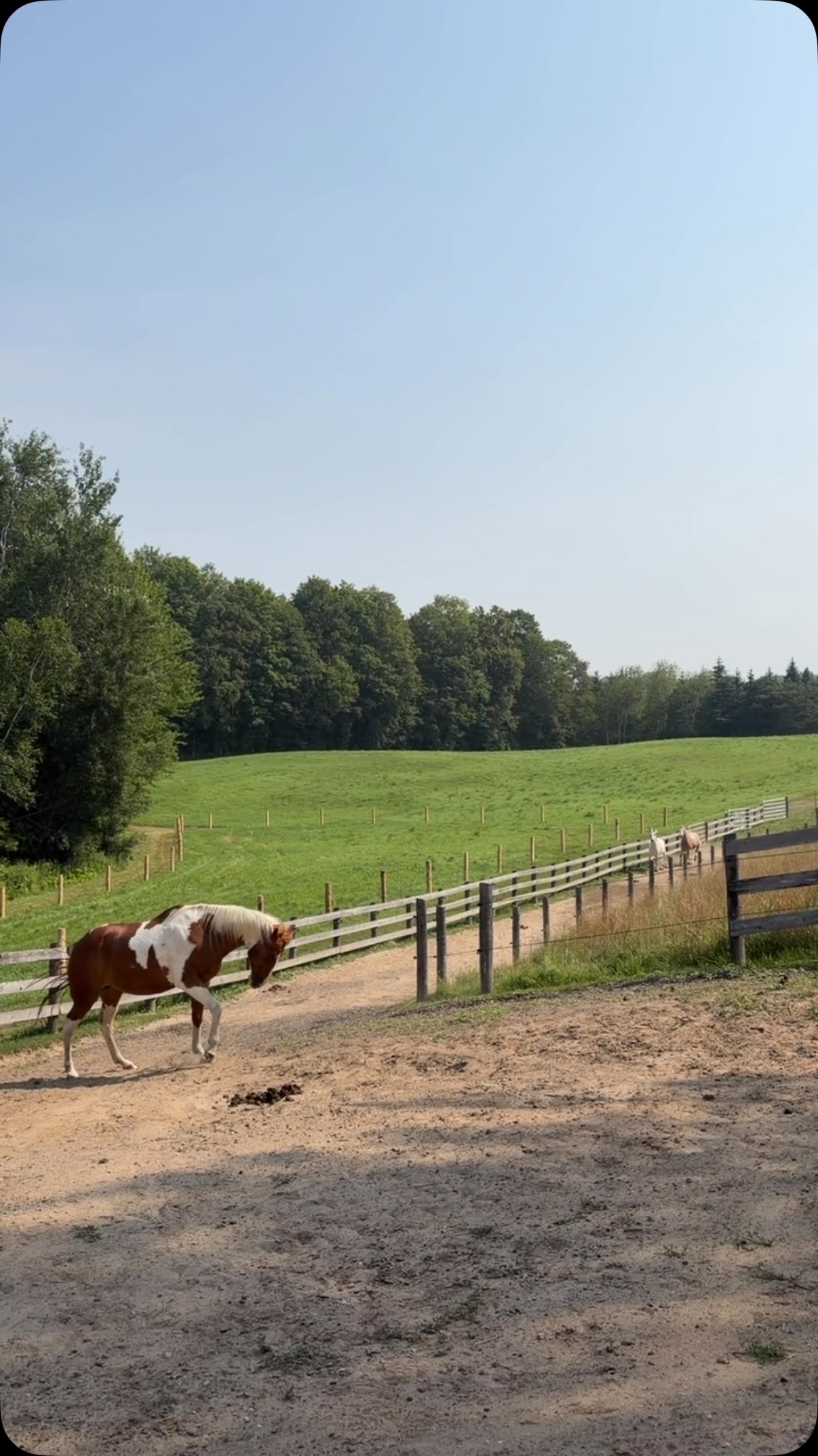 We love to see horses trotting up the hill for breakfast
It’s a reminder that wellness is built through the little things. Good forage, balanced nutrition, and quality supplements offered consistently each day
Supporting your horse’s wellness journey with trusted nutrition and supplements
holistichorsesource.com
#HorseWellness #HerdLife #TrackSystem #EquineLifestyle #NatureConnection