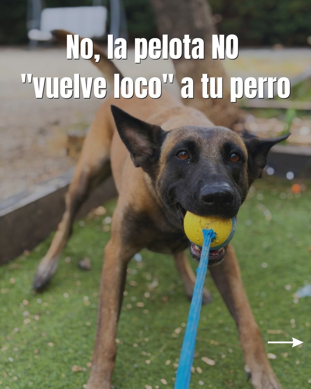 ¿Tu perro se vuelve "adicto" a la pelota?🎾
Muchas veces pensamos que lanzar la pelota 50 veces seguidas es la mejor forma de cansar a nuestro perro, pero en realidad solo lo estamos atrapando en un bucle.
🧠 El problema no es el juego, sino el manejo.
⚠️ Evita usar pelotas de tenis: Su fibra actúa como una lija para el esmalte dental de tu perro. Opta siempre por juguetes de caucho natural diseñados para perros.
¿Quieres aprender a jugar con tu perro?
Si sientes que te cuesta gestionar el juego o que la pelota se te ha ido de las manos, escríbenos un mensaje directo y te enseñamos a solucionarlo. 📩
~
#dogtraining #educacioncanina #perrosequilibrados #consejoscaninos
