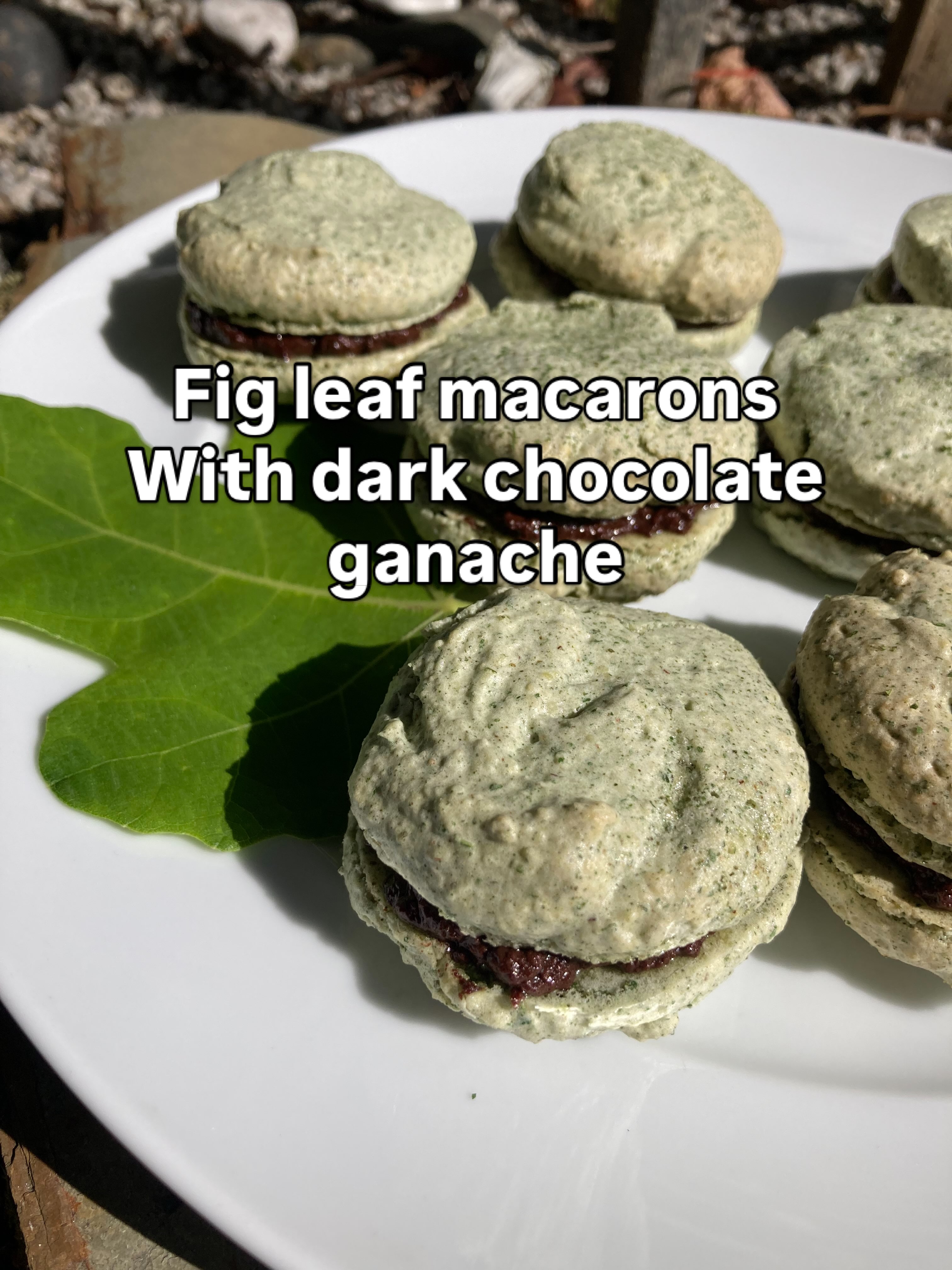 Hello! Sorry it’s been a while! Here’s a gift for the long wait, and they’re well worth trying, fig leaf macarons with dark chocolate ganache 😋
The only flavour and colour added to the macarons was from the dried ground fig leaves! If you haven’t tried them before they have a smoky coconut flavour. We have been experimenting with them recently, from a fig leaf iced matcha latte to shortbread, but this is definitely my favourite! Let me know if you have a go!
#fig #foraging #wildfood #edibleplants #plants